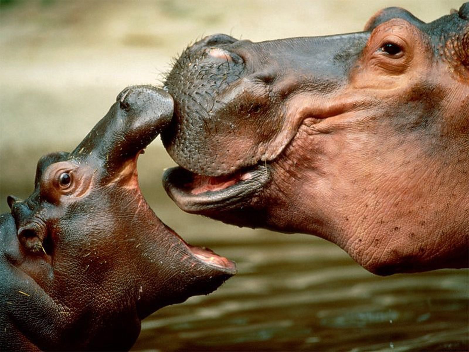 Kissing Hippos Wallpaper