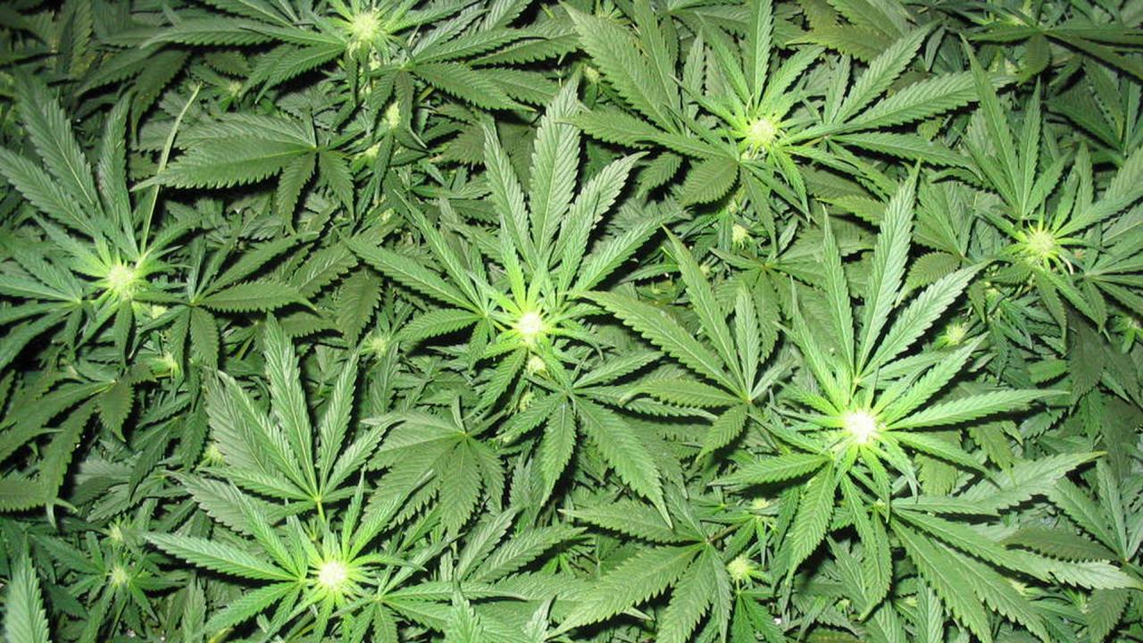 Home Punk Marijuana Weed Useless Doper HD