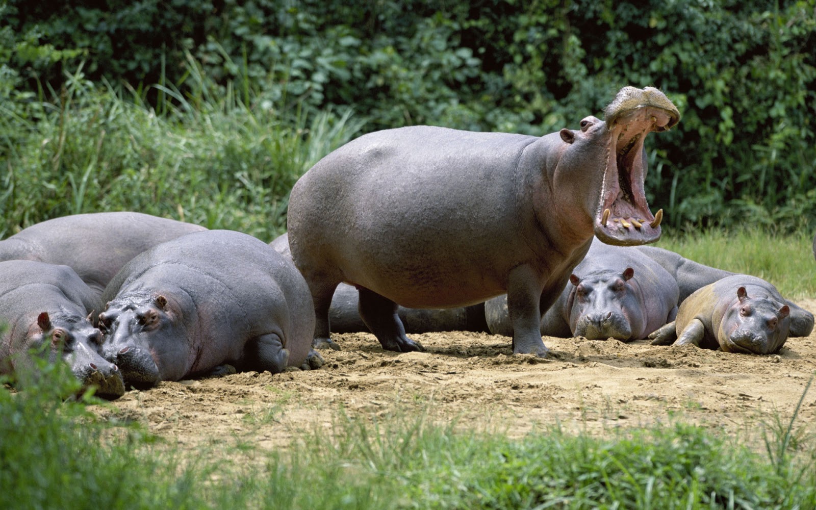 Wildlife Of The World Hippopotamus Animal