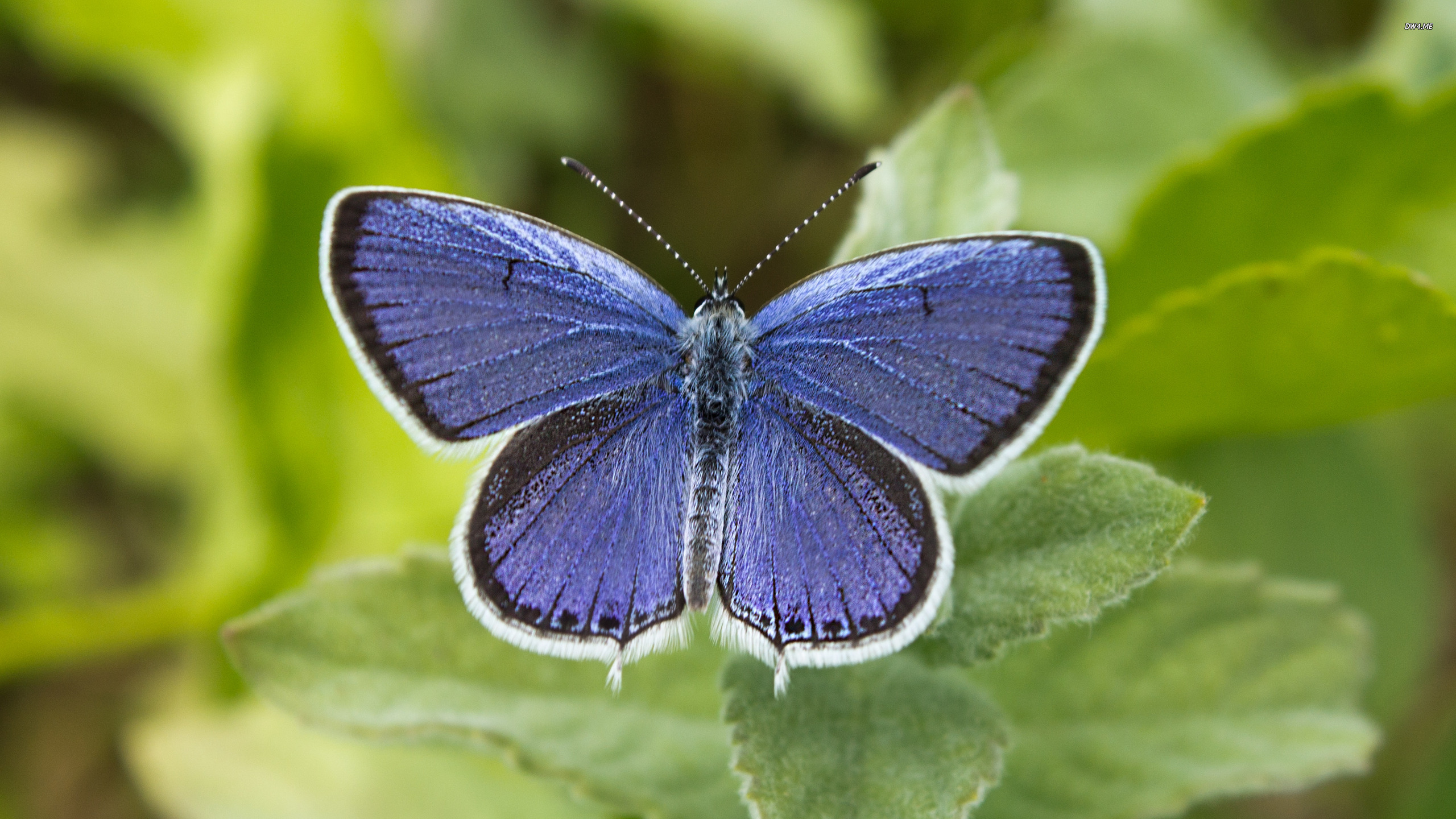 Blue Butterfly Wallpaper Animal