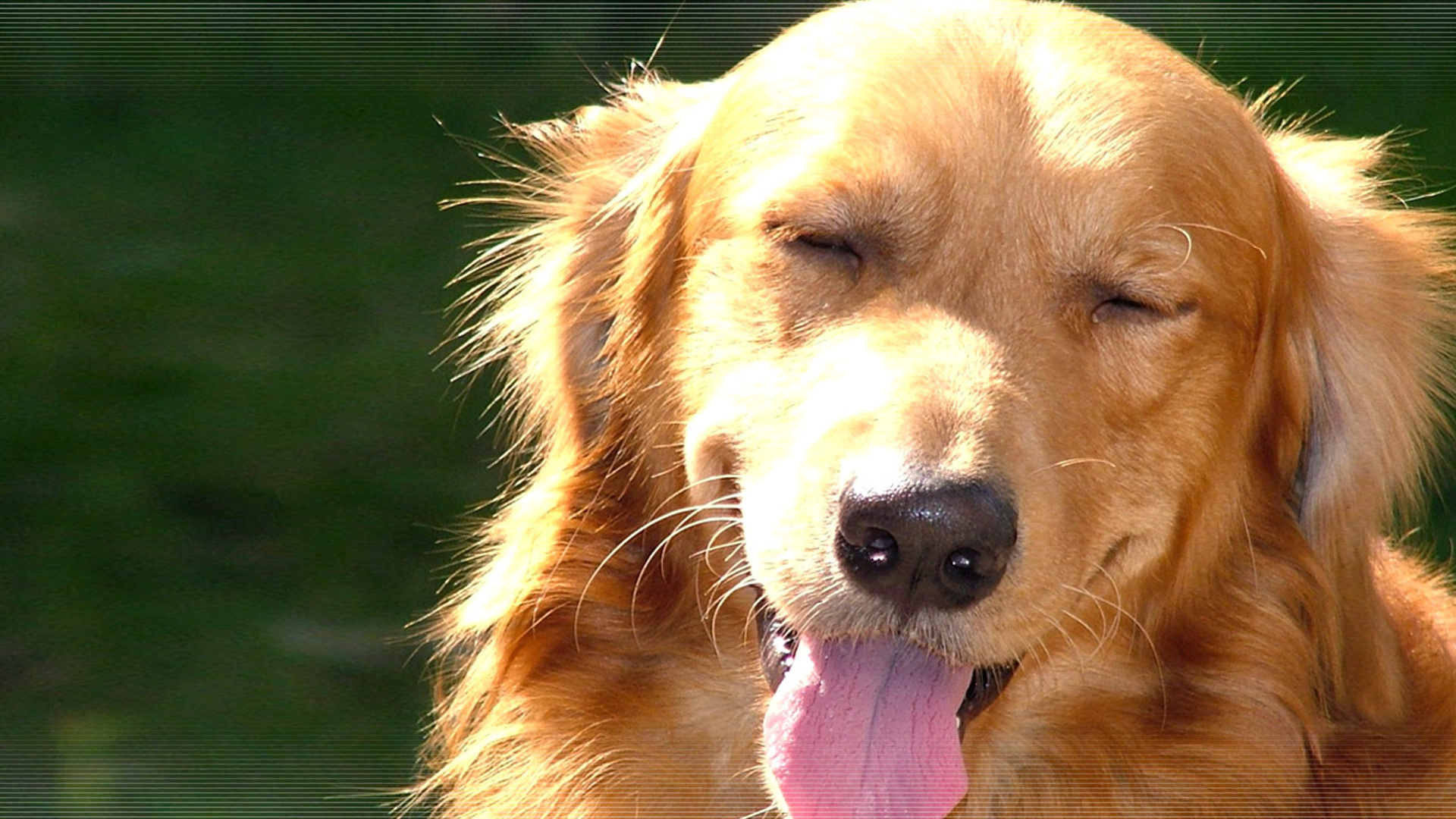 Pics Photos Two Golden Retriever Dogs Desktop Wallpaper