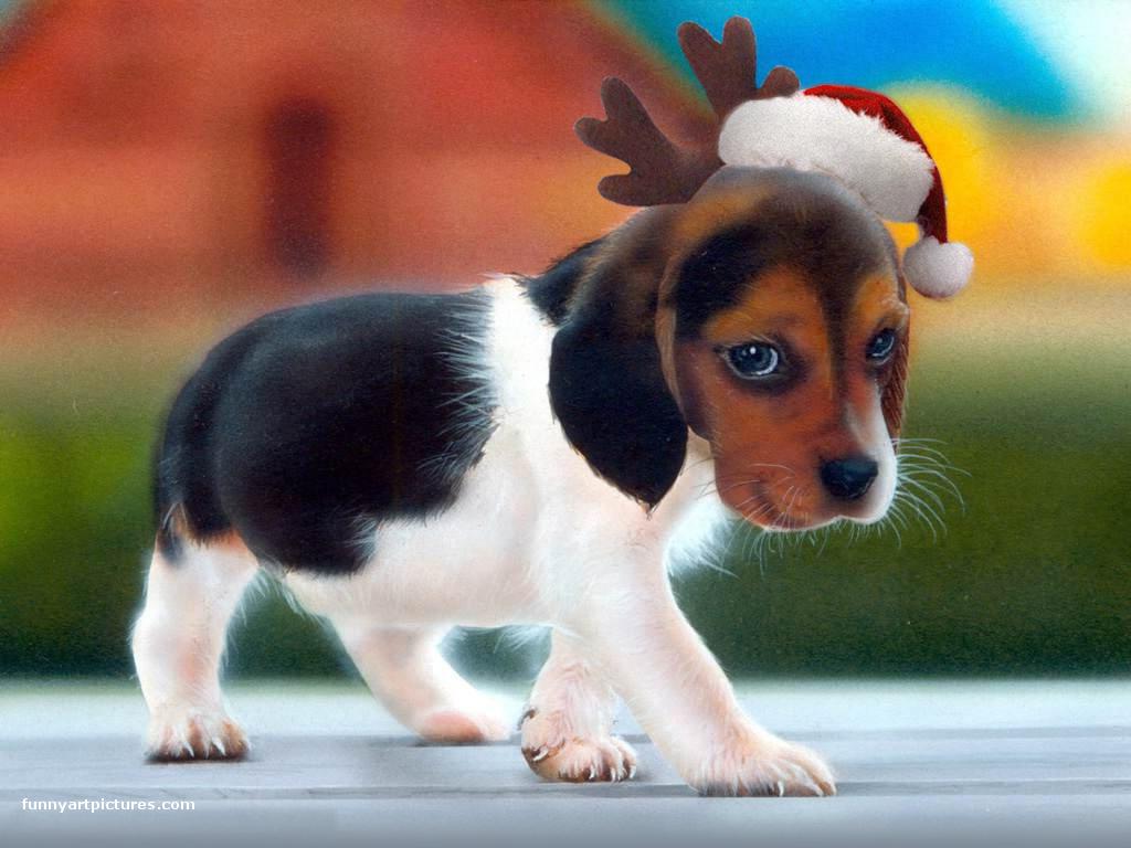 Desktop Wallpaper Cute Puppy Santa Funny