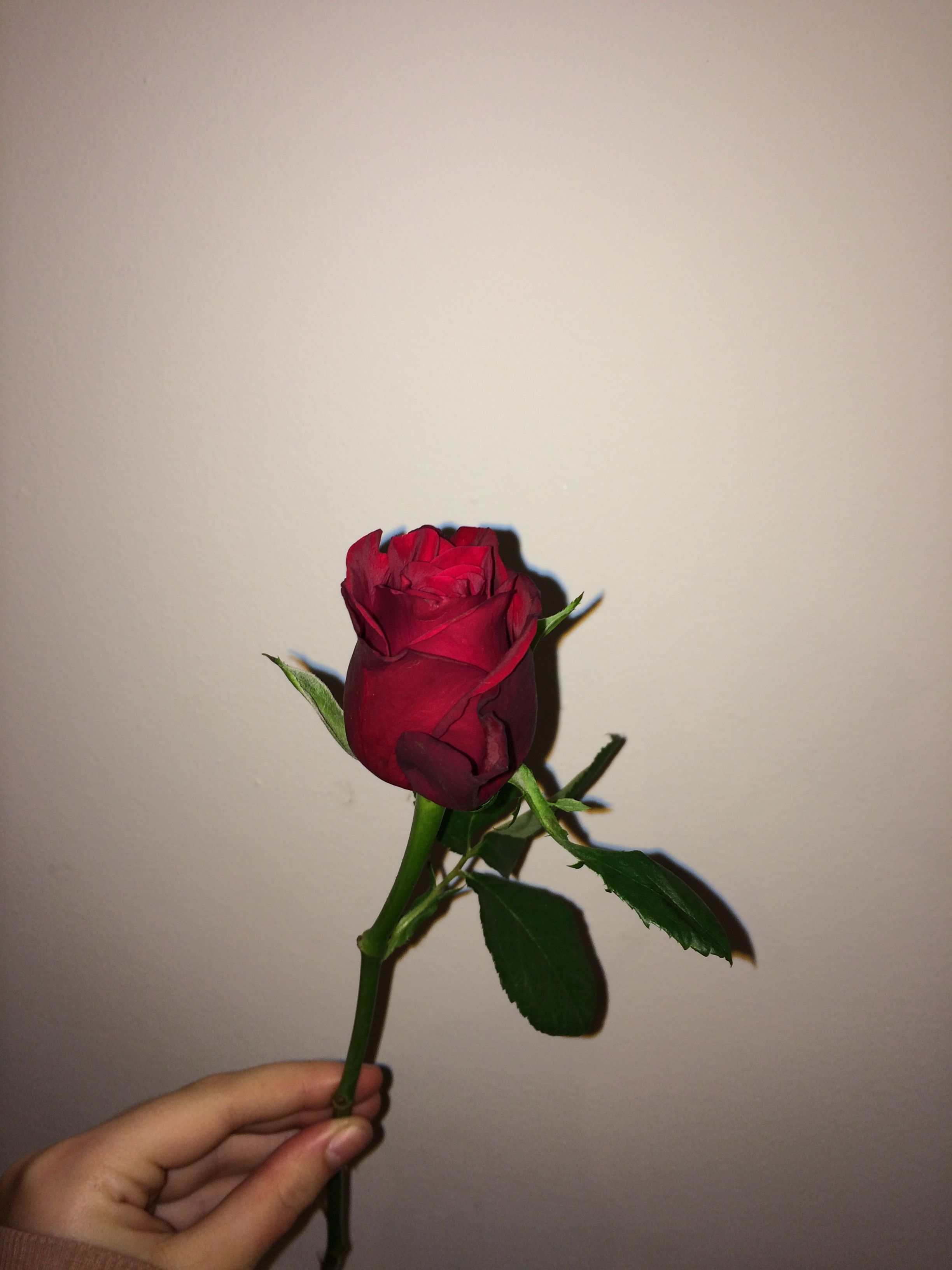Red Rose Aesthetic Wallpaper On