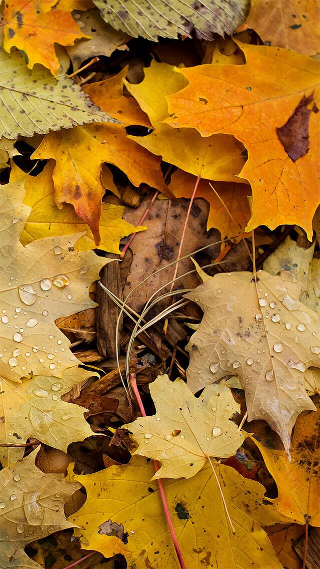Fall iPhone Wallpaper Phone Background