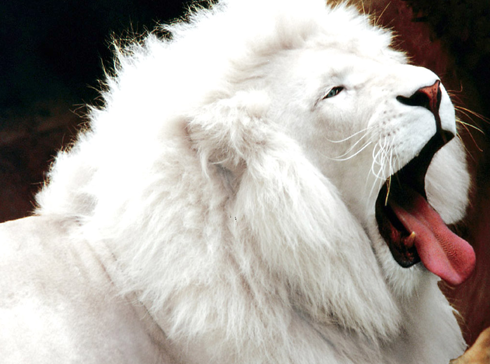 White Lion Wallpaper   Download Now