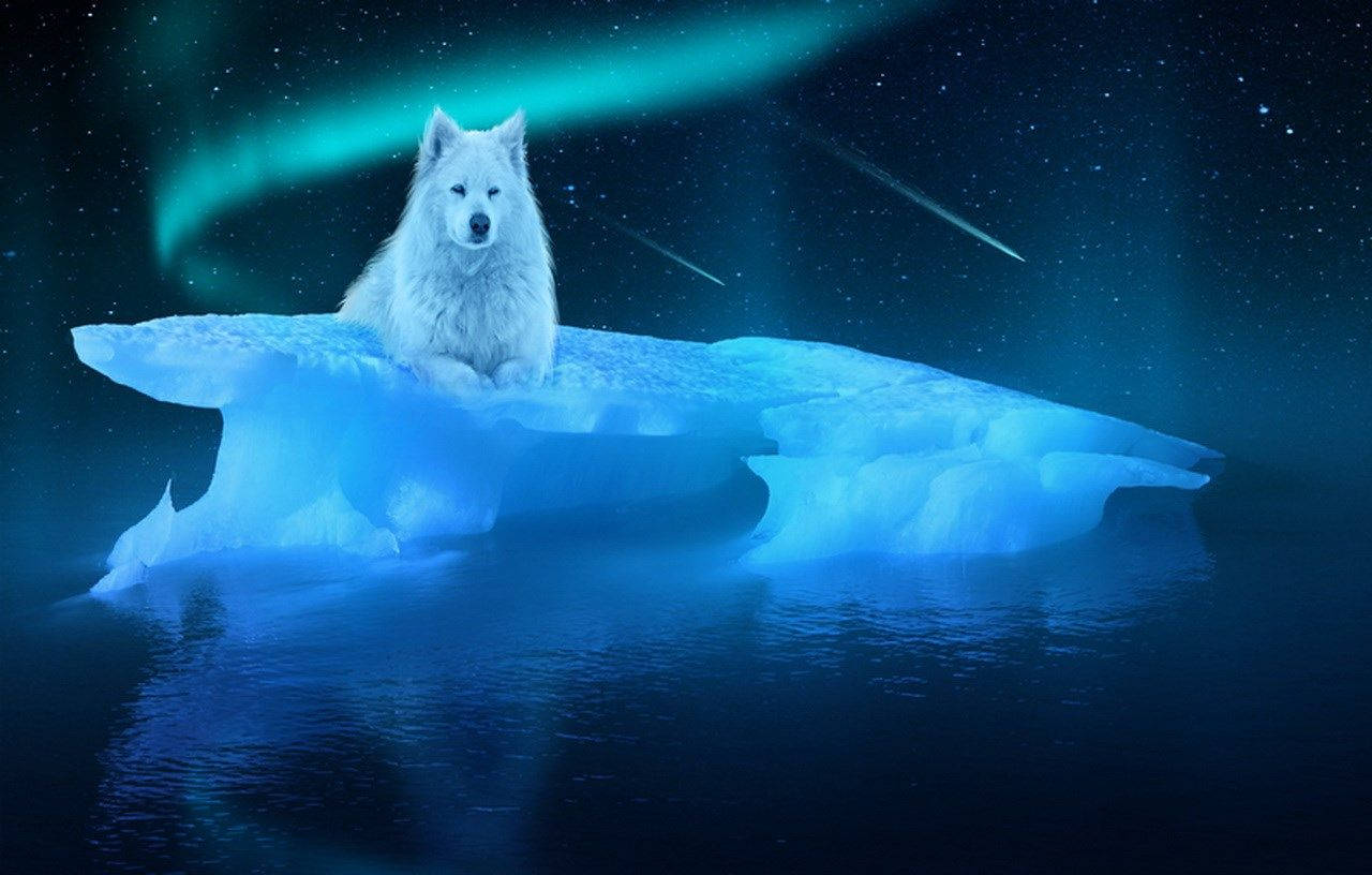 Blue Wolf Wallpaper