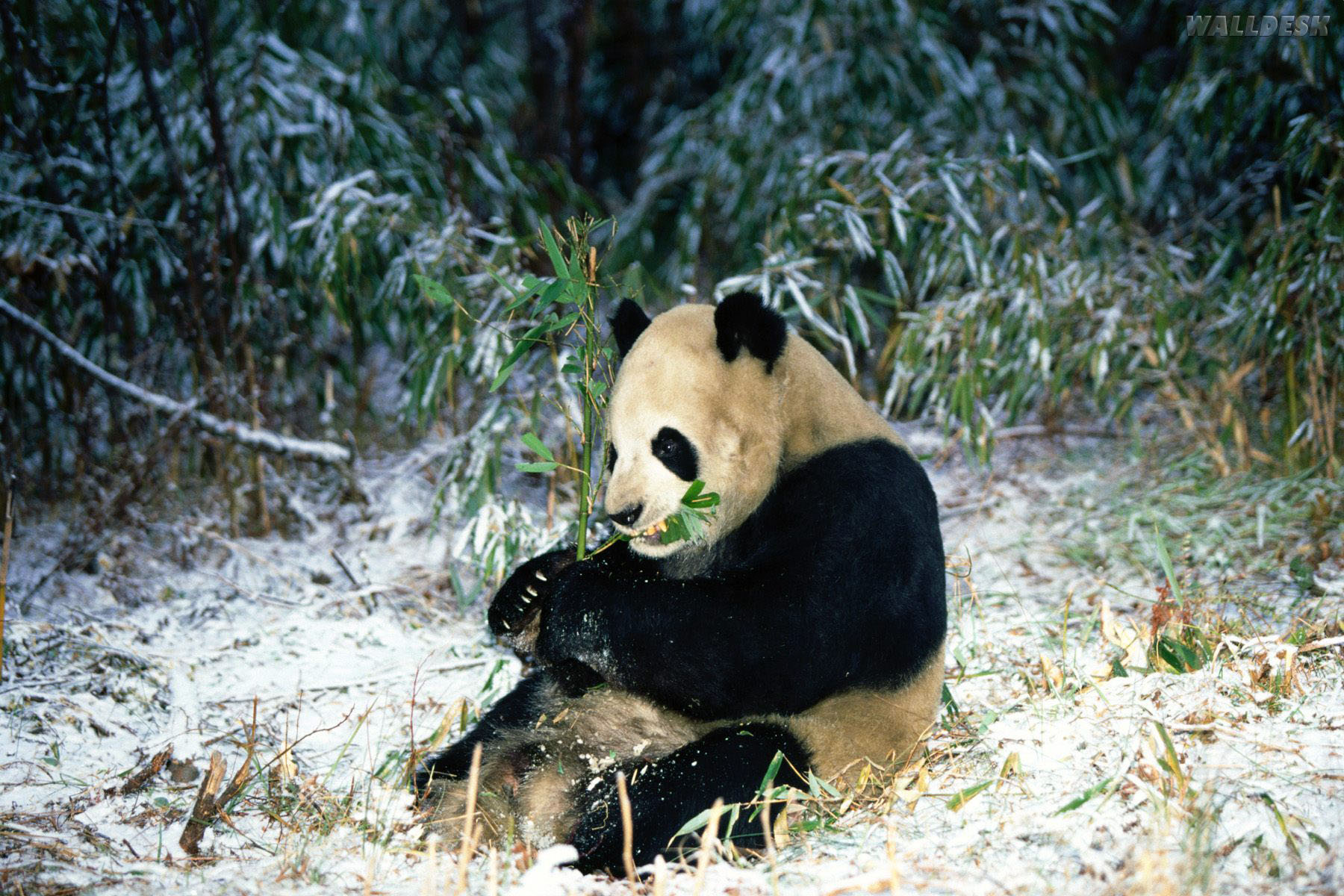 Winter Feast Giant Panda Papis de parede para PC