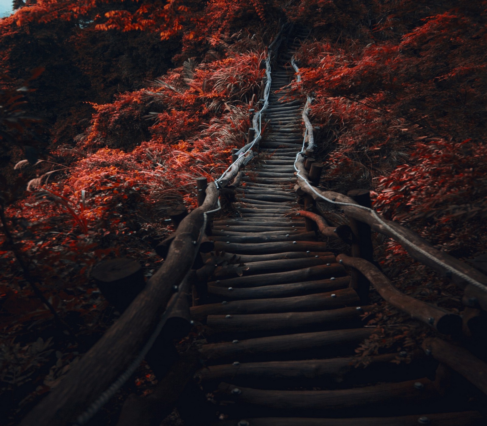 Landscape Nature Path Dark Trees Fall Shrubs Red Wallpaper