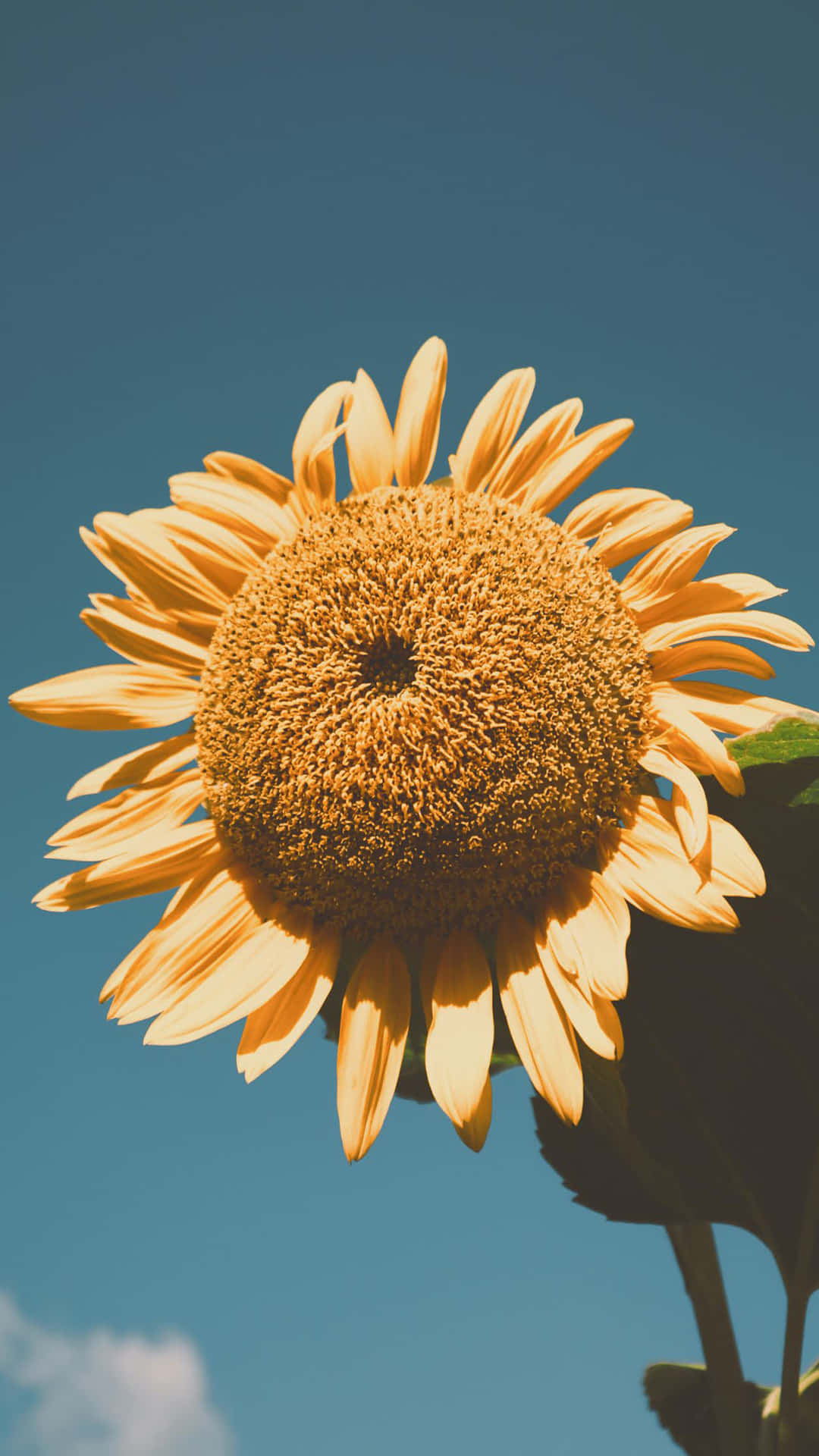 Embrace The Beauty Of Sunflowers With This Aesthetic iPhone Wallpaper