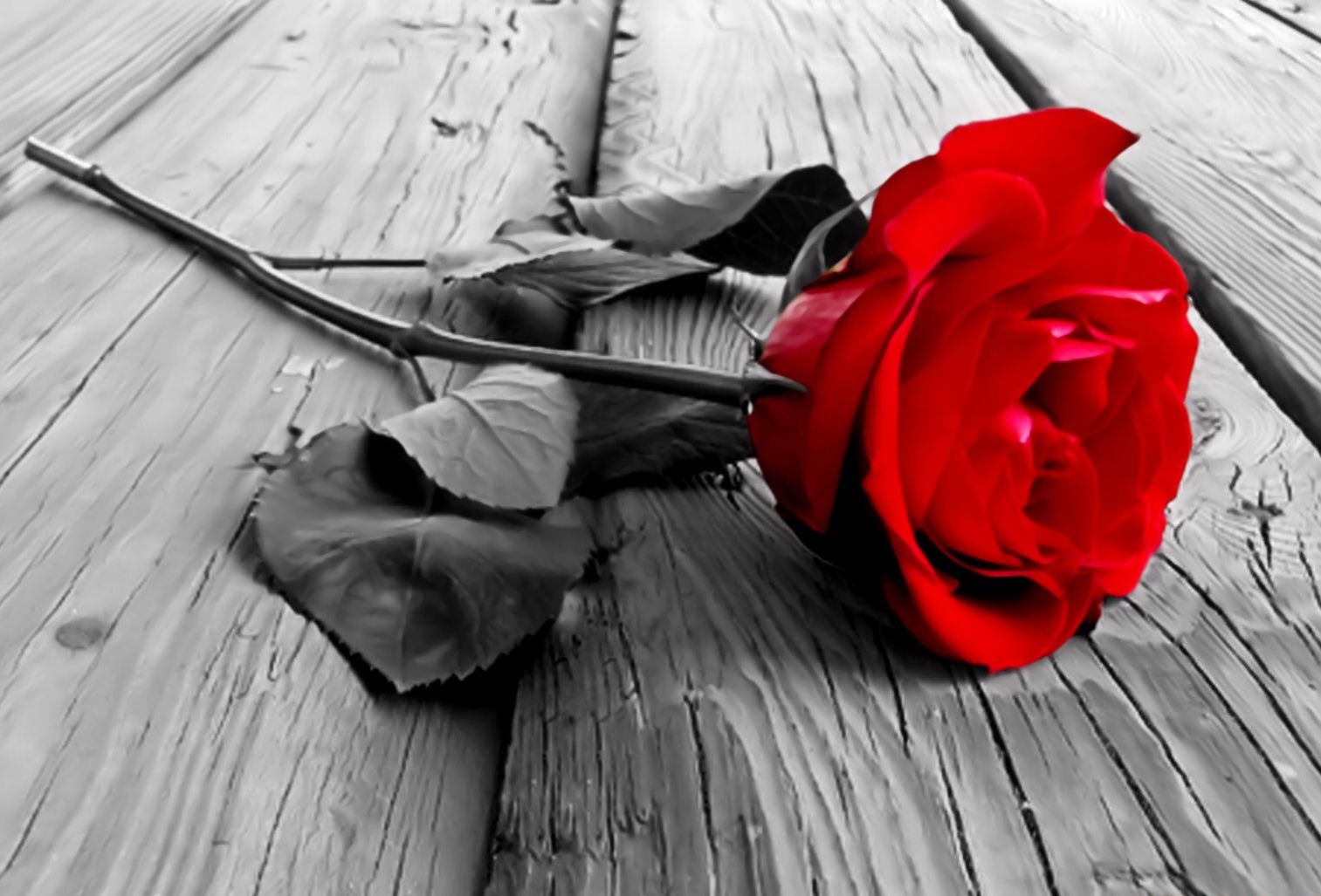 Black And White Red Rose Wallpaper Images Pictures   Becuo