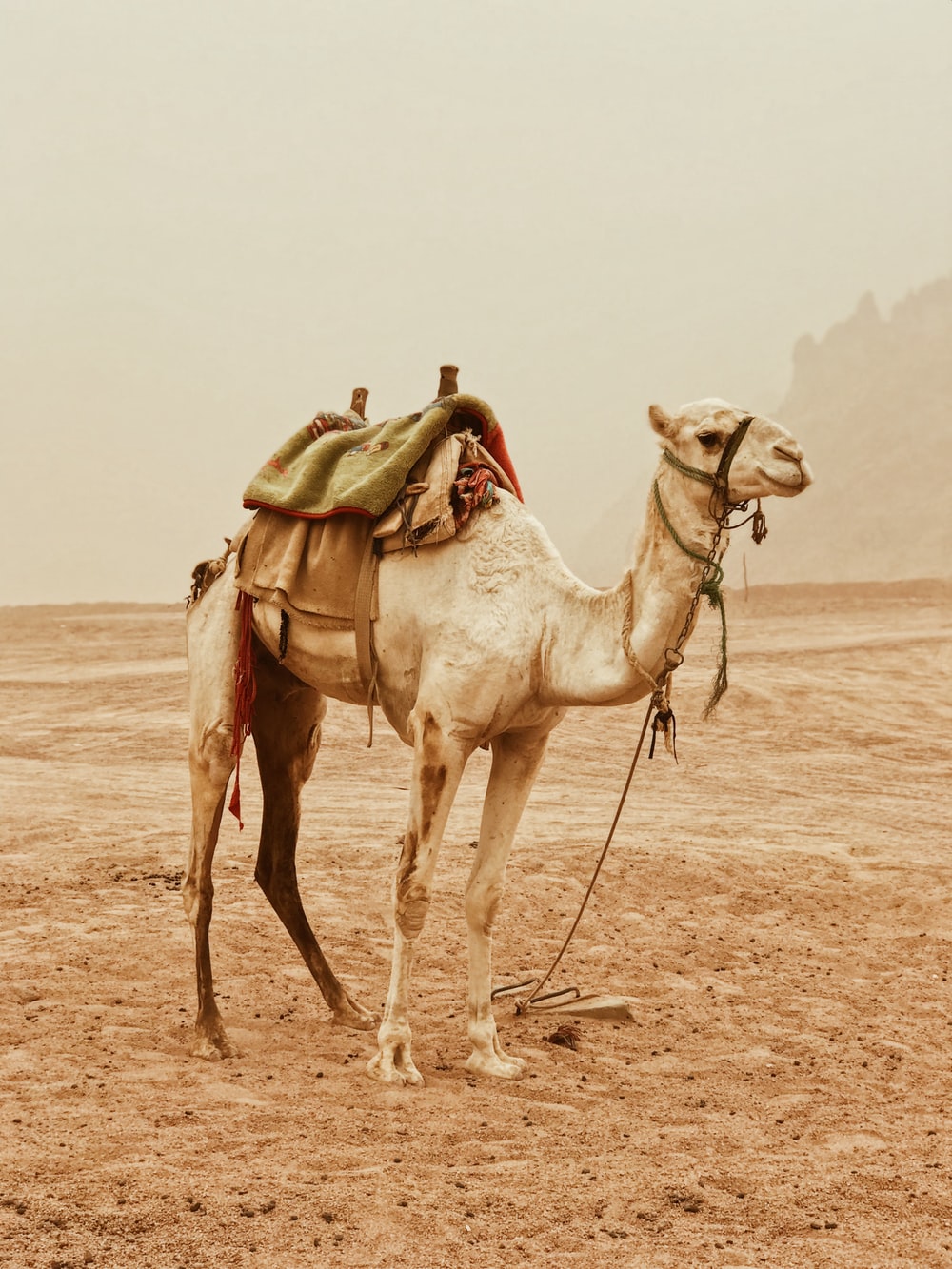 Camel Pictures HD Image