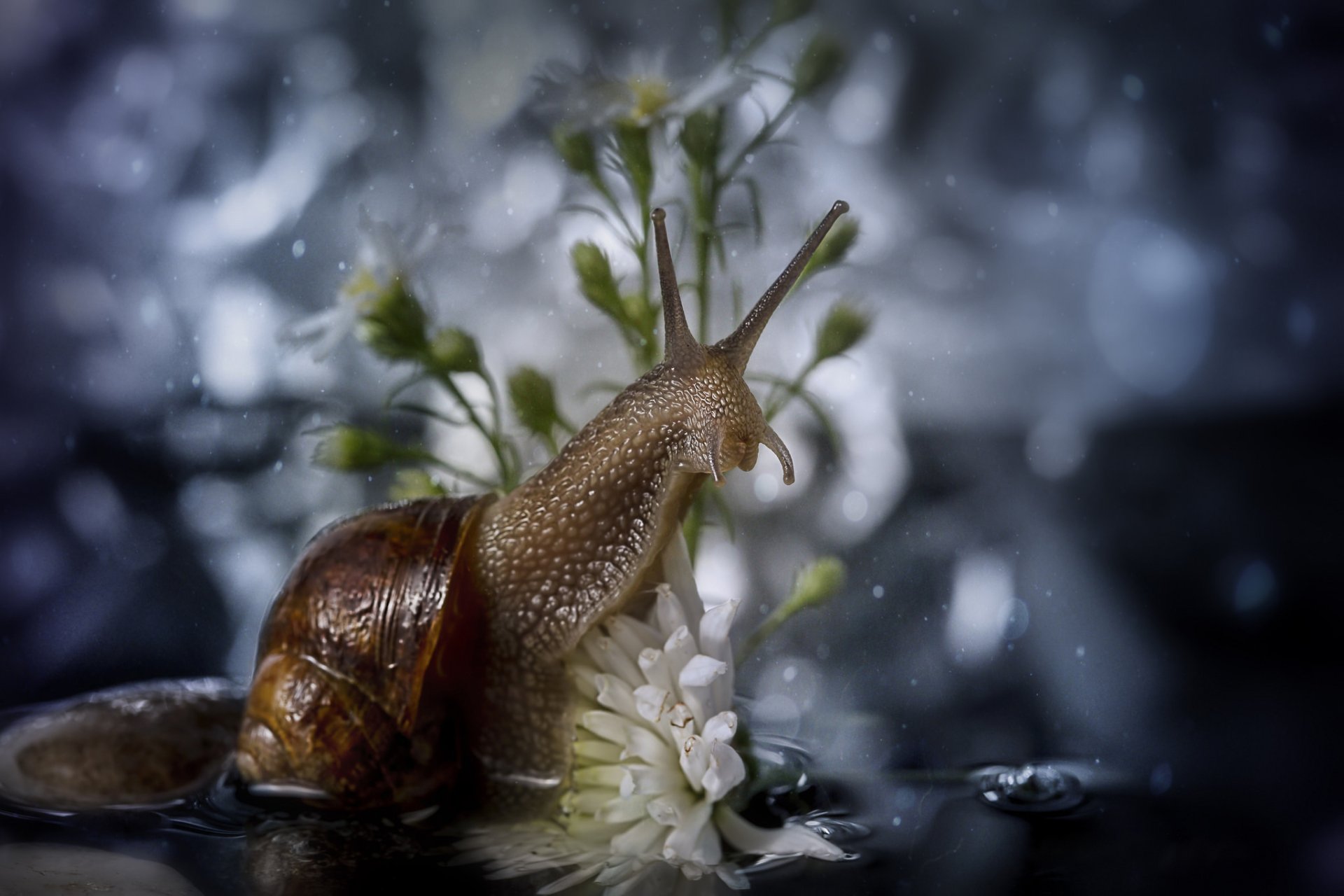 Bokeh Water Flower Animal Snail HD Wallpaper