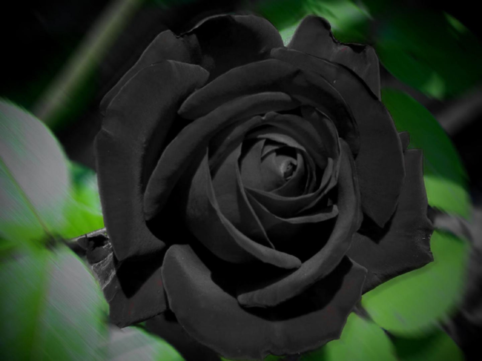 Black Rose Wallpaper Photo