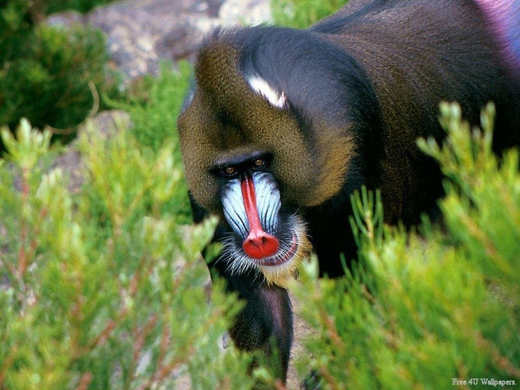 Wild Animals Ape