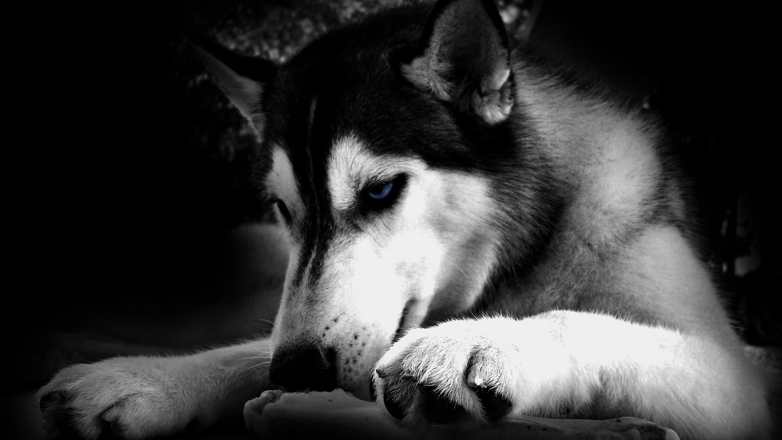 Black White Husky Dog Wallpaper Android With