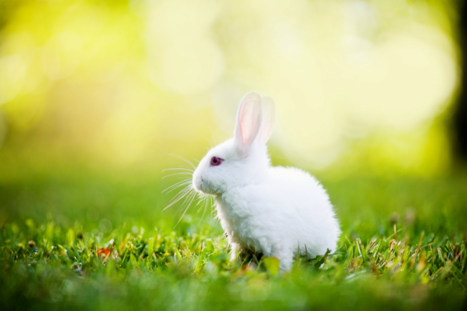 White Rabbit HD Wallpaper For Desktop Animals