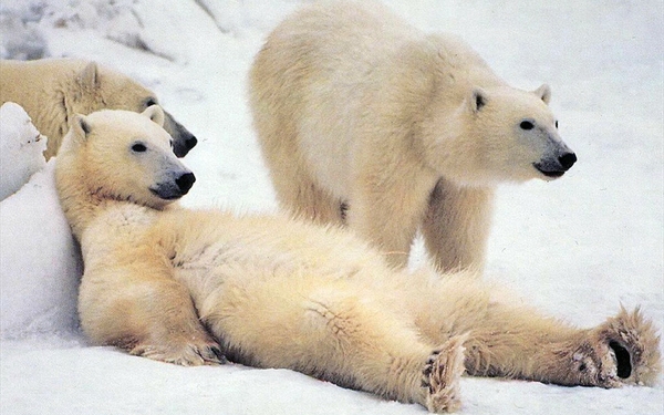 Polar Bears Wallpaper Desktop