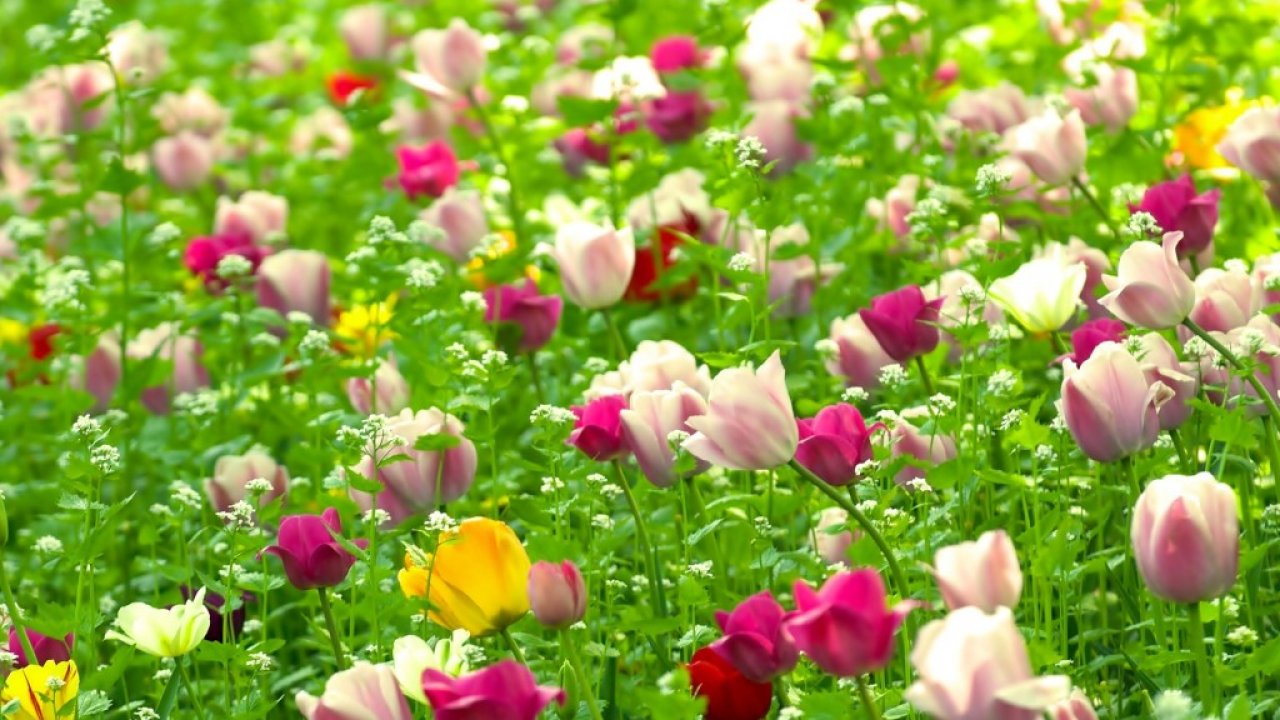 Awesome Summer Flowers Widescreen High Resolution For