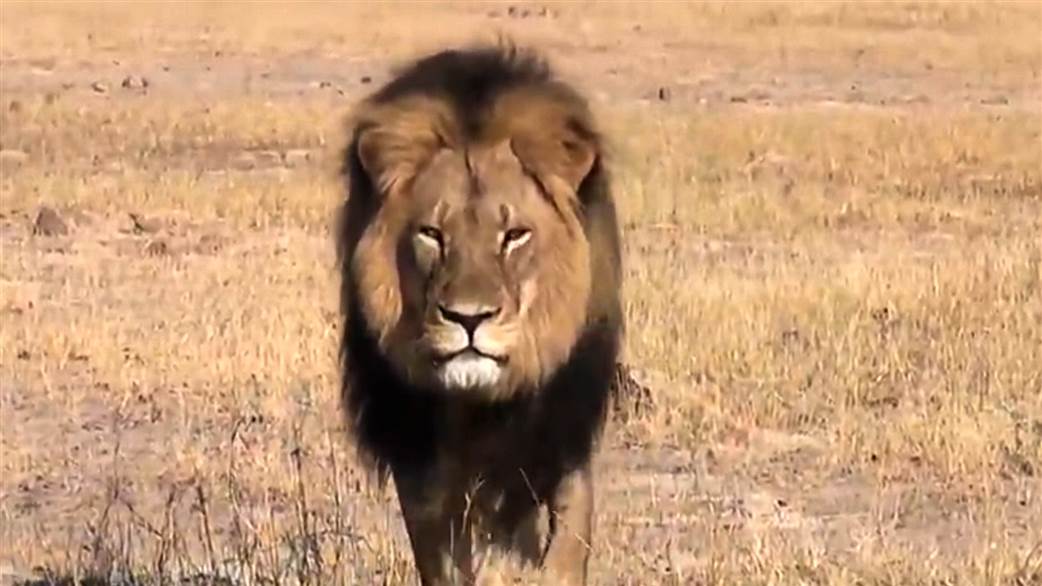 Cecil The Lion S Killer Walter Palmer Speaks Out Returns To Work
