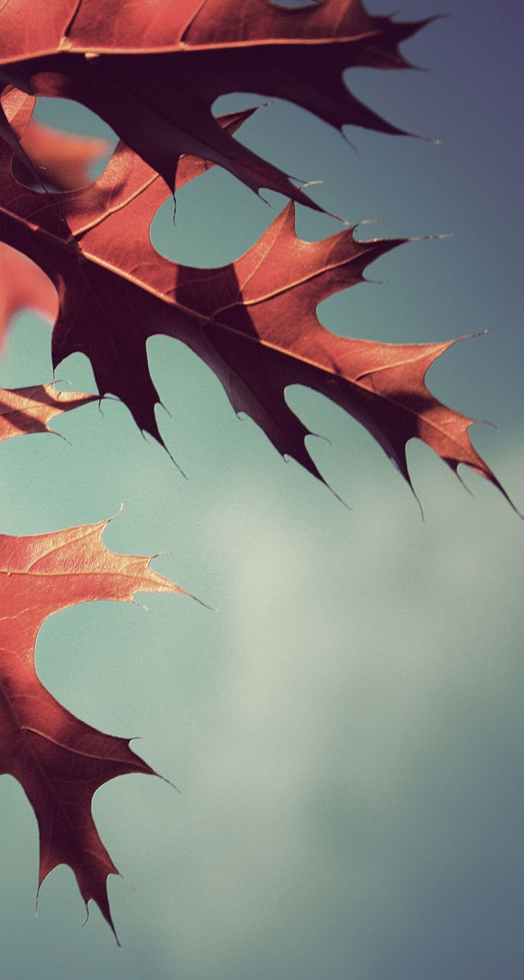The iPhone Wallpaper Fall Oak Leaves