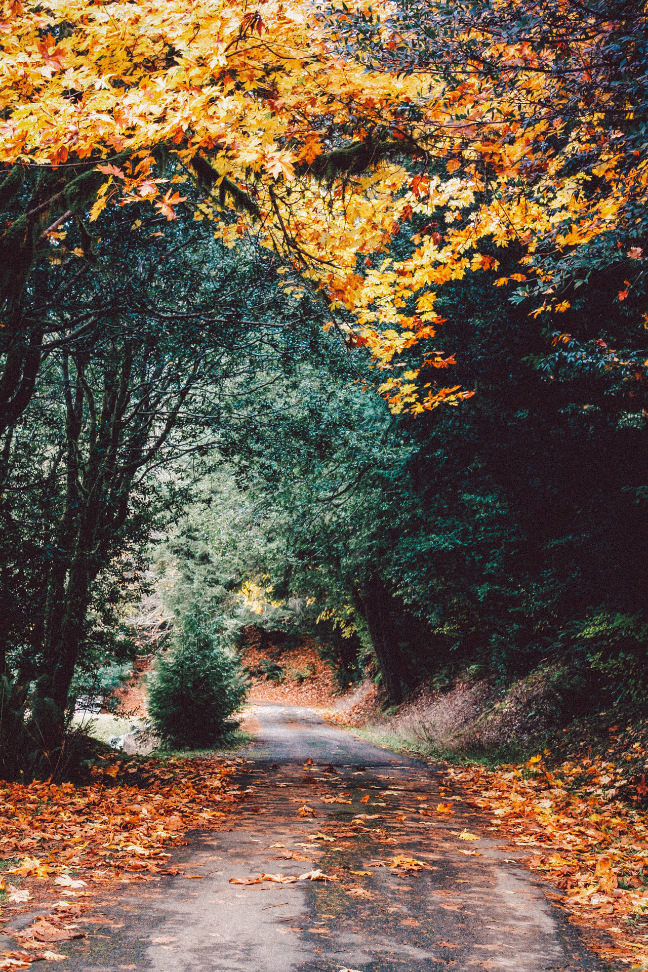 Cozy Autumn Wallpaper