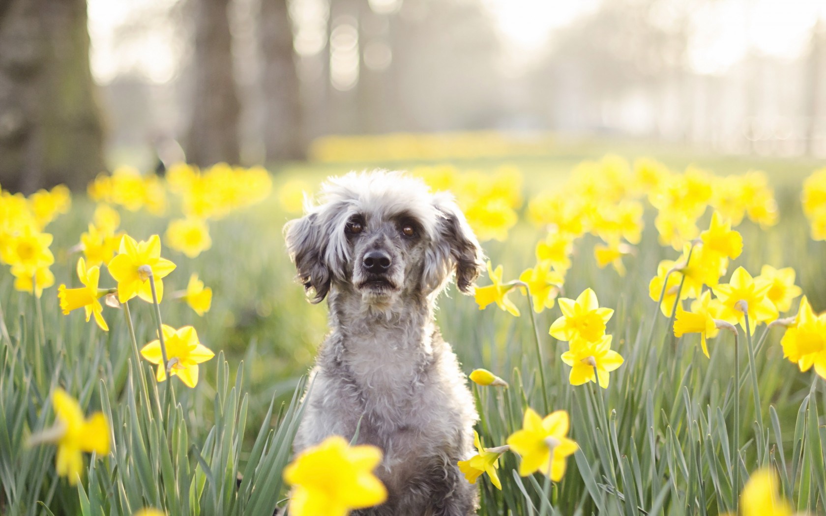Spring Flowers Yellow Daffodils Dog Mood Hd Wallpaper Wallpaper List