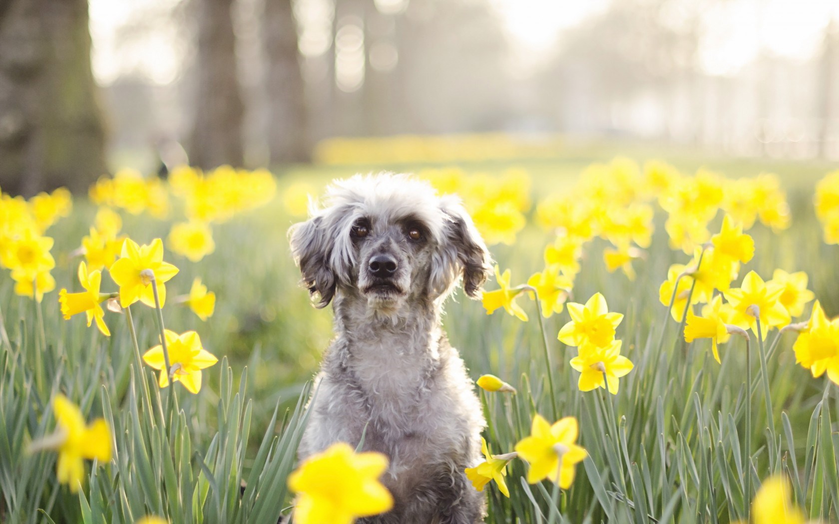 Spring Flowers Yellow Daffodils Dog Mood Hd Wallpaper