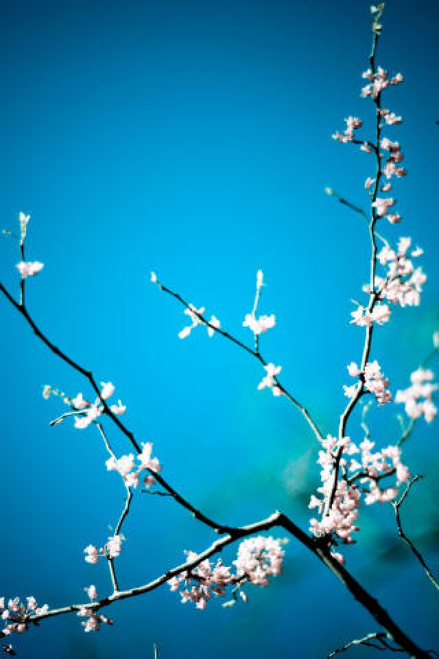 Blue BG and White Flower iPhone HD Wallpaper iPhone HD Wallpaper 640x960