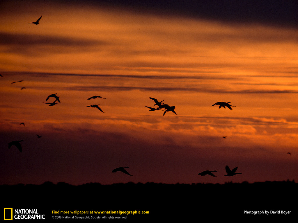 Snow Geese Photo Of The Day Picture Photography Wallpaper