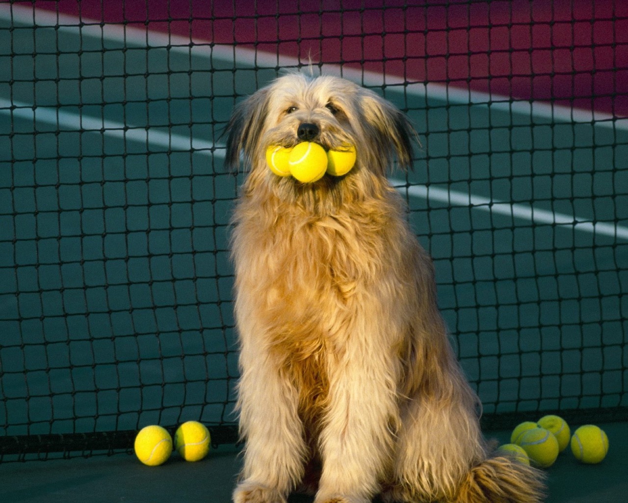 Dogs Tennis Wallpaper Canine