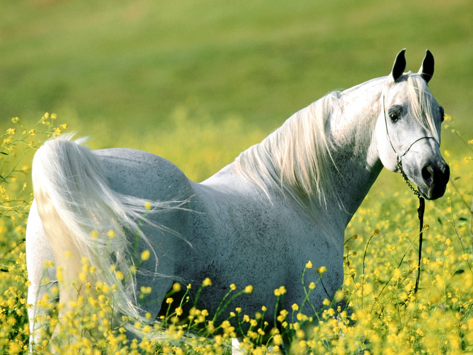 Wallpaper of a white horse in a field full of yellow flowers