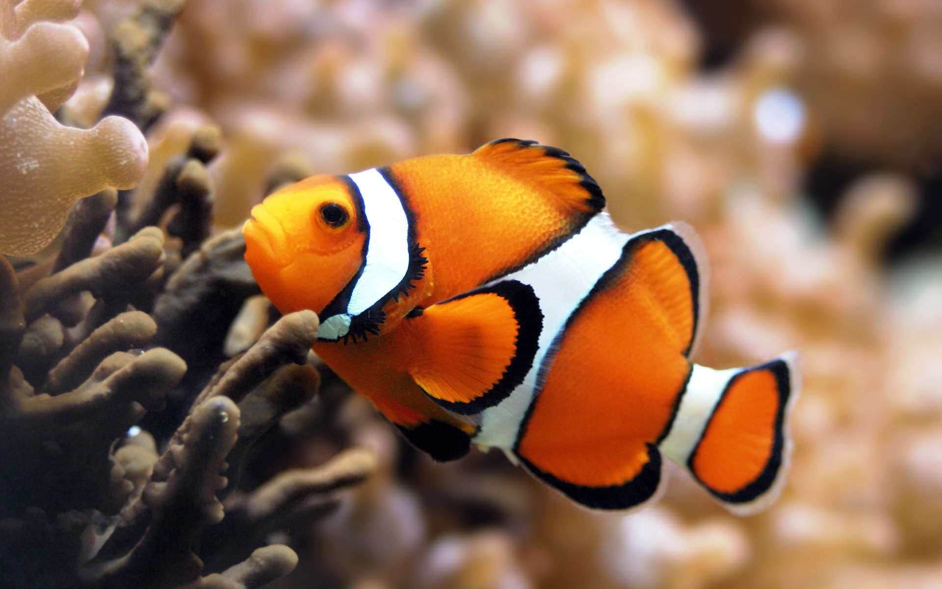 Cute Clown Fish Wallpaper Wallpaperlepi