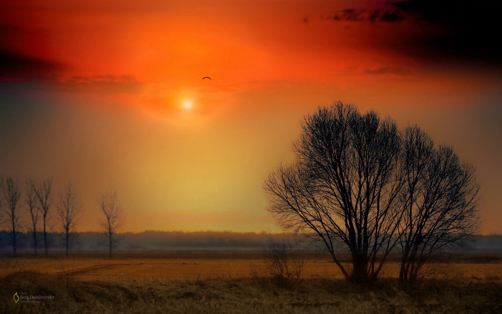 Landscapes Sunlight Trees Wallpaper And Image