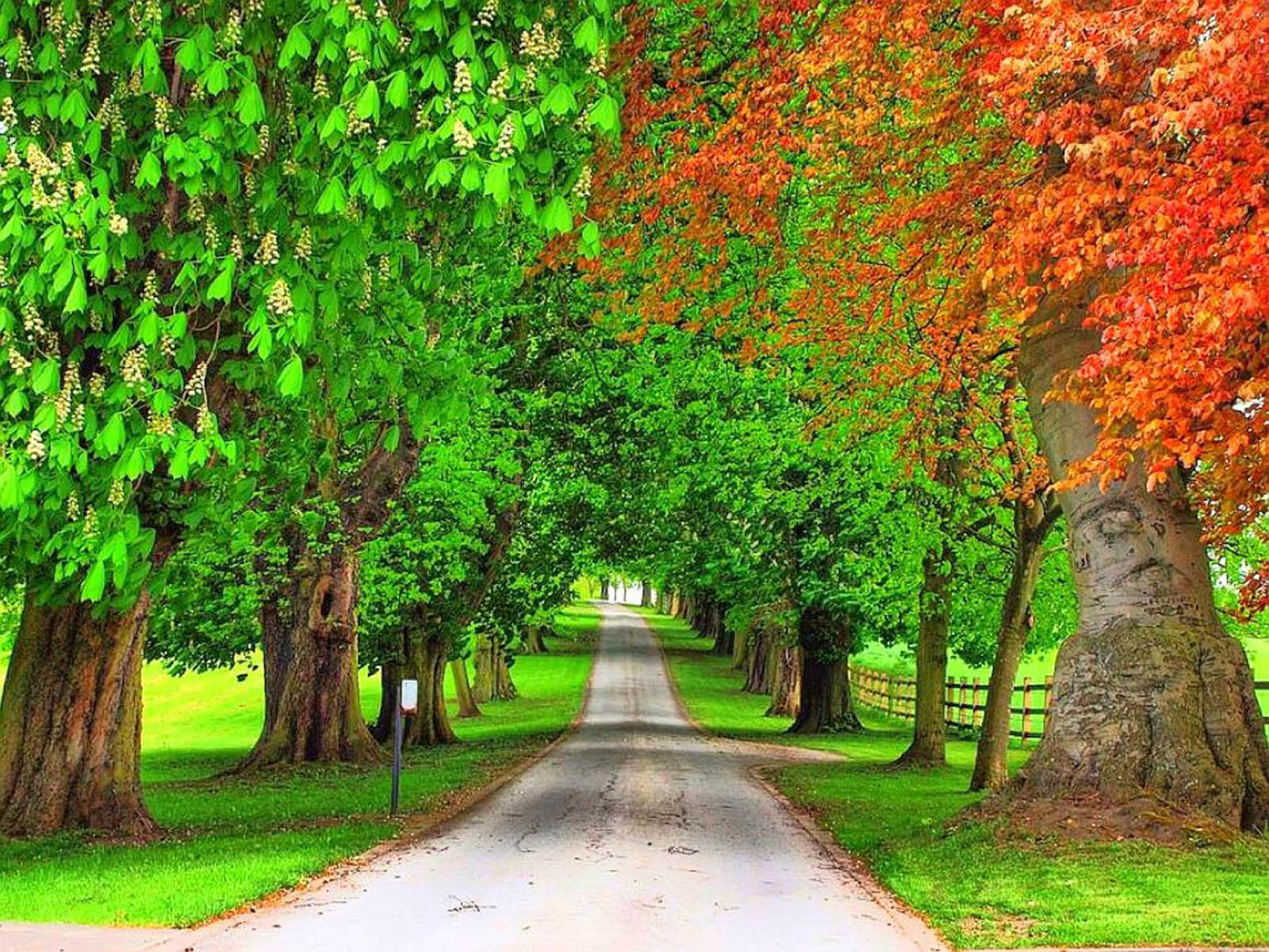 Tree Wallpaper