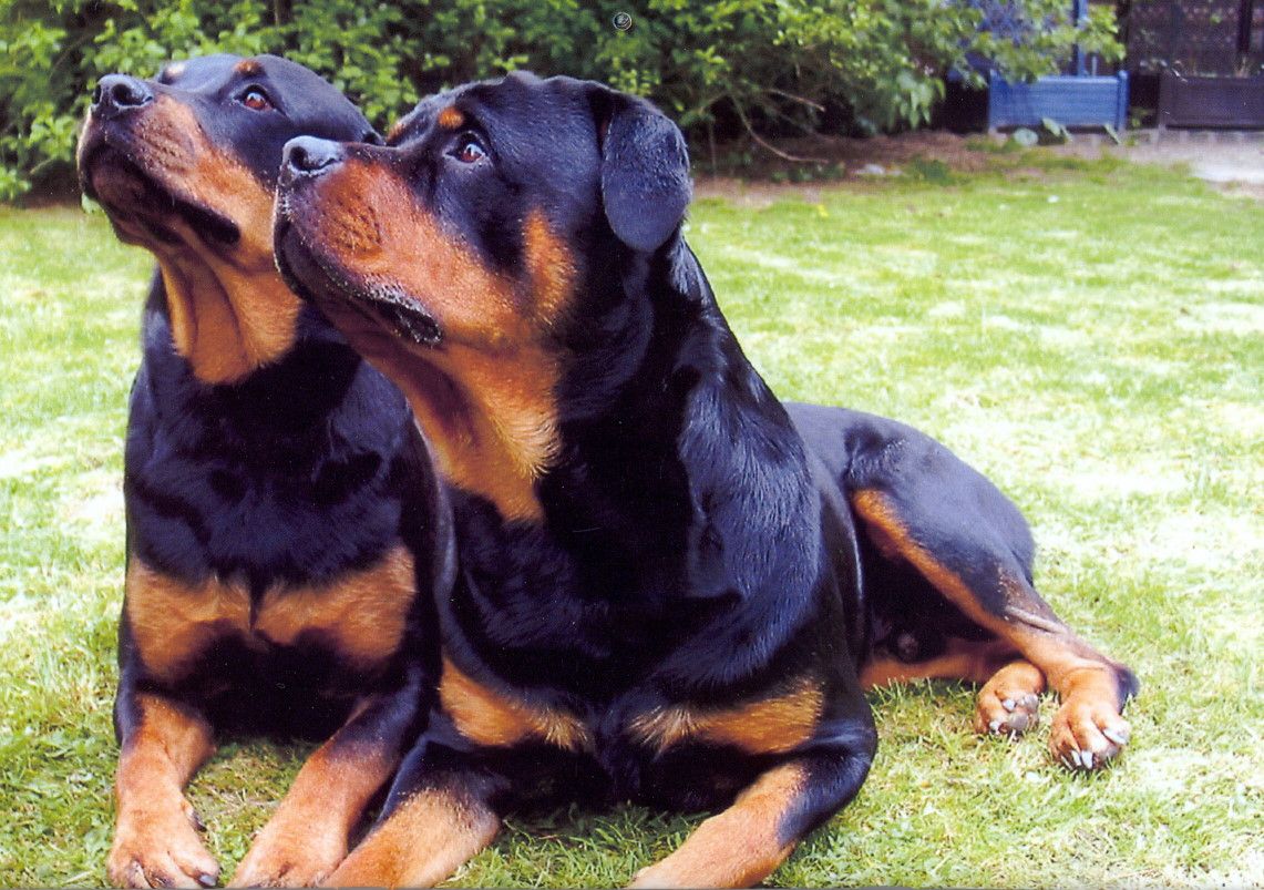 Rottweilers HD Wallpaper Animals Wallpapers