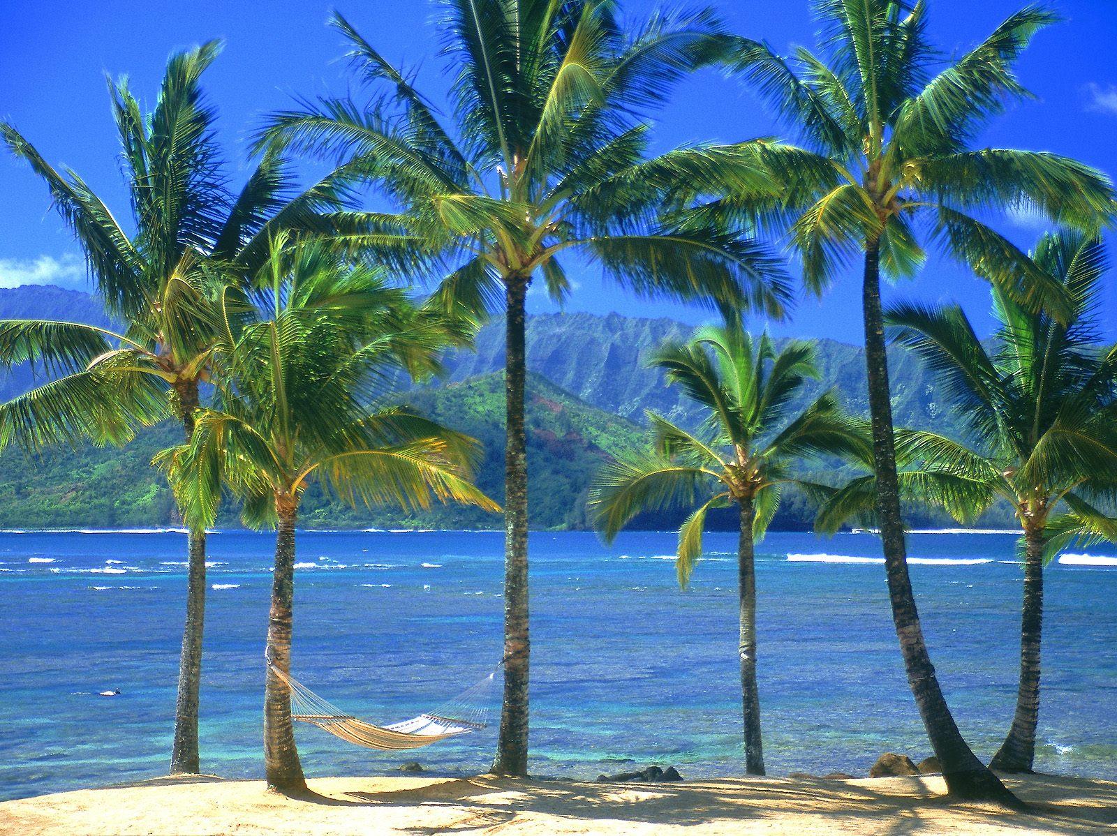 File Name Beach Palm Tree HD Widescreen Picture