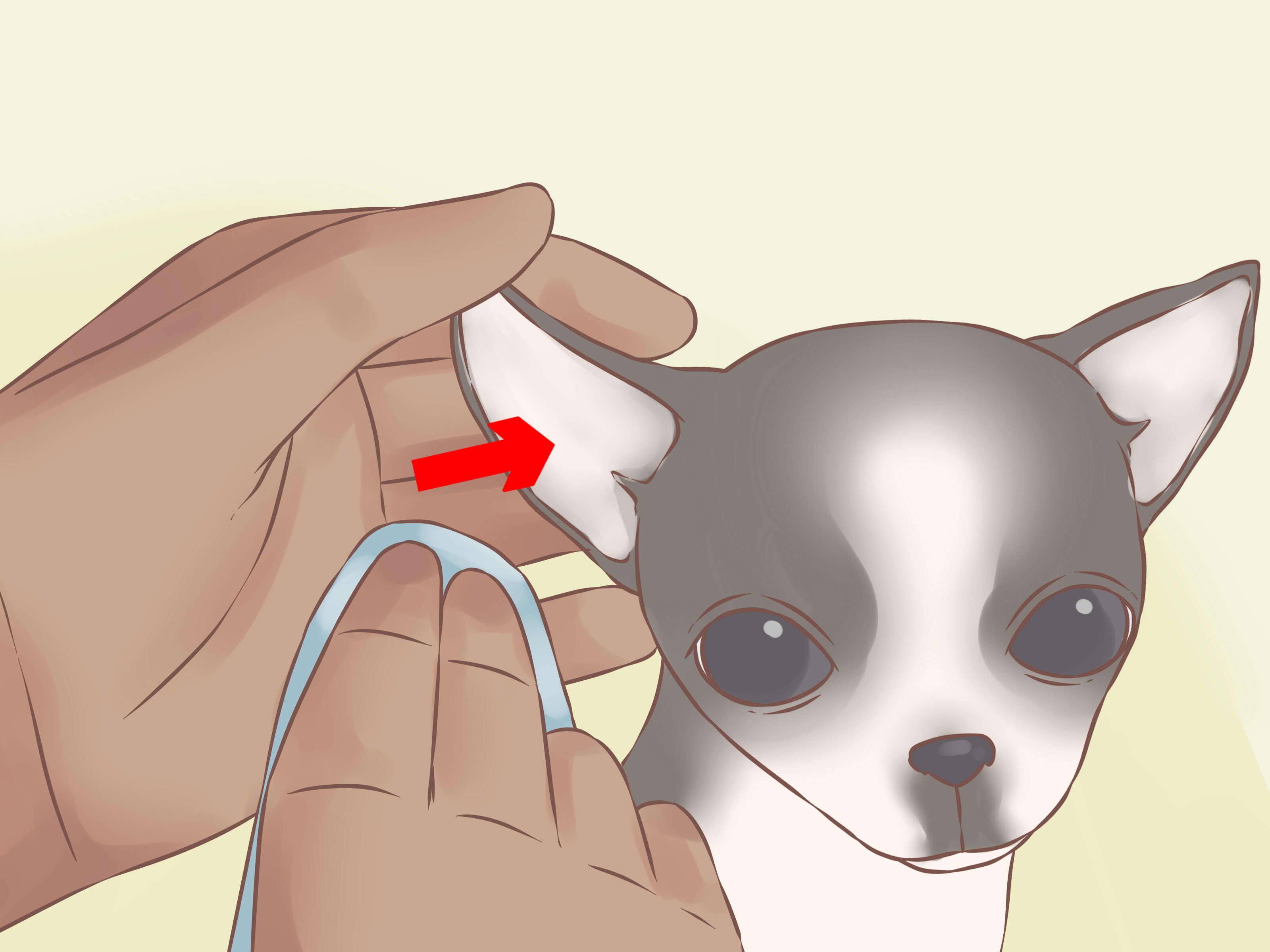 How to Care for Your Chihuahua Puppy with Pictures   wikiHow