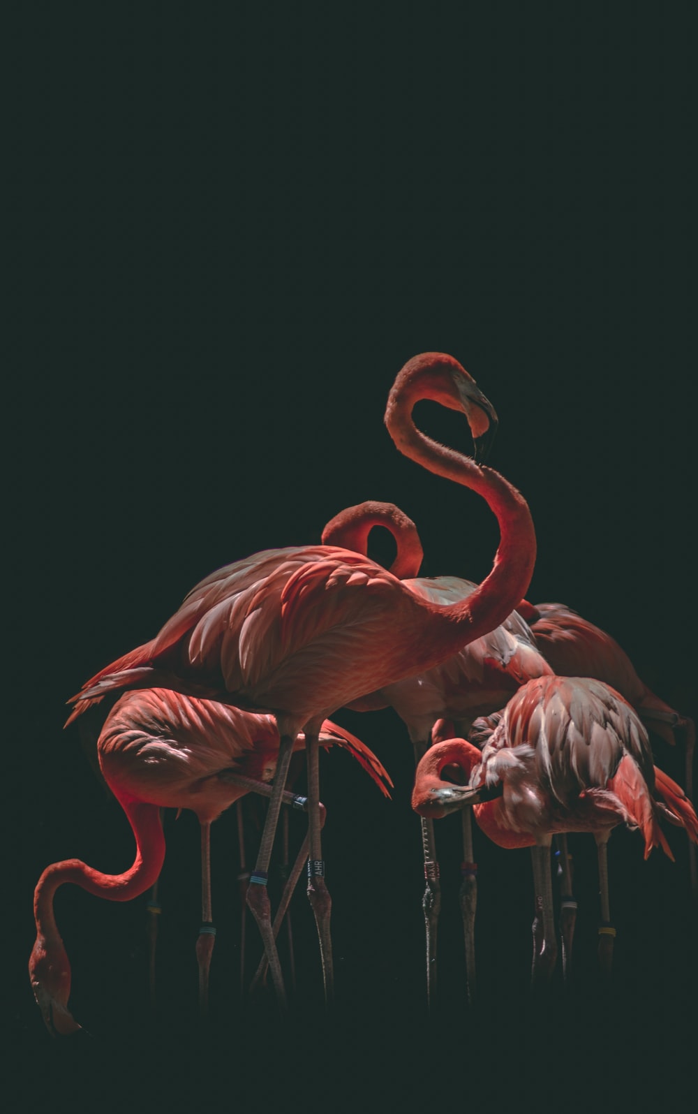Flamingo Wallpaper HD Hq