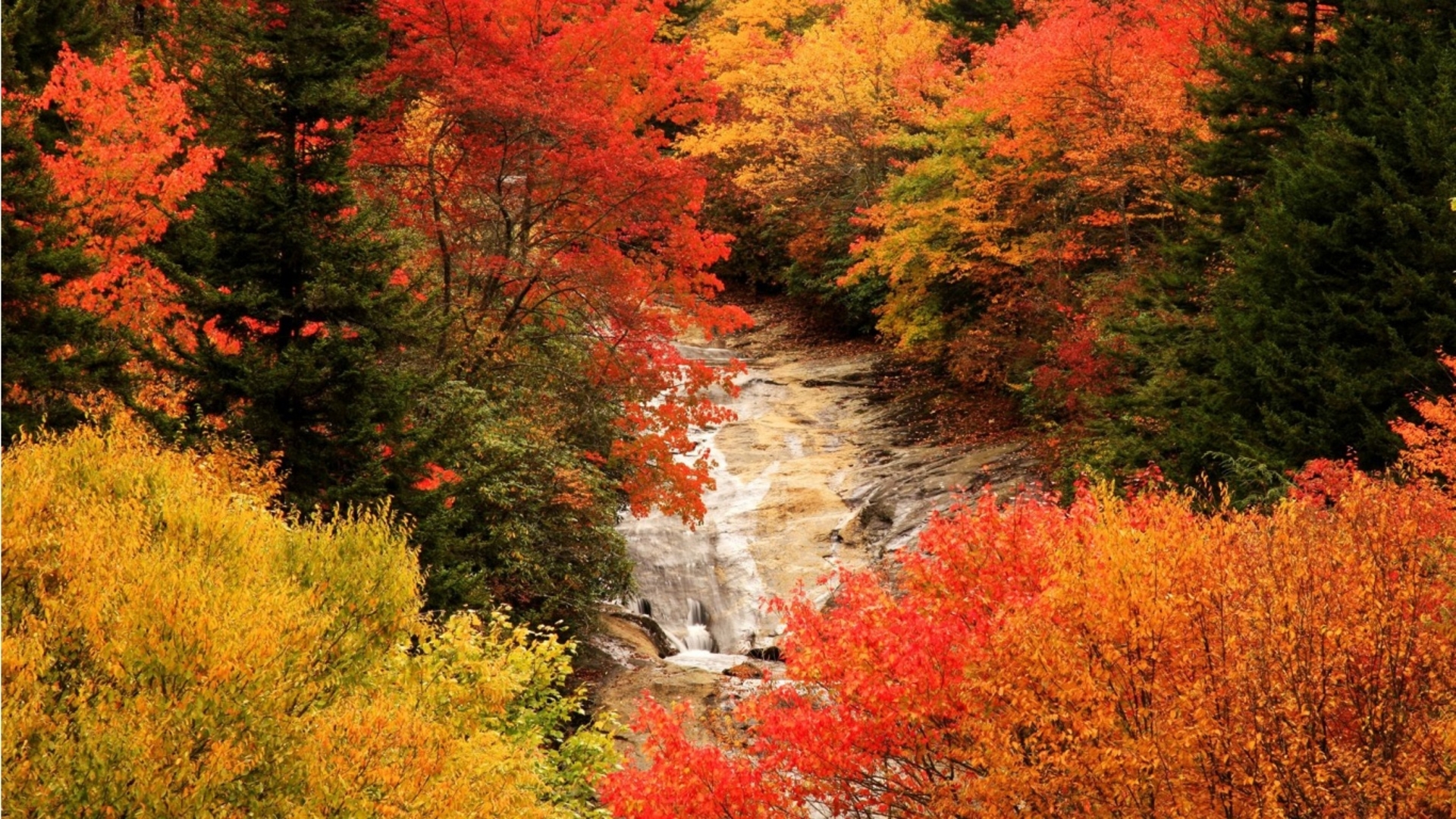Beautiful Fall Forest HD Wallpaper Resolution Pixelawesome