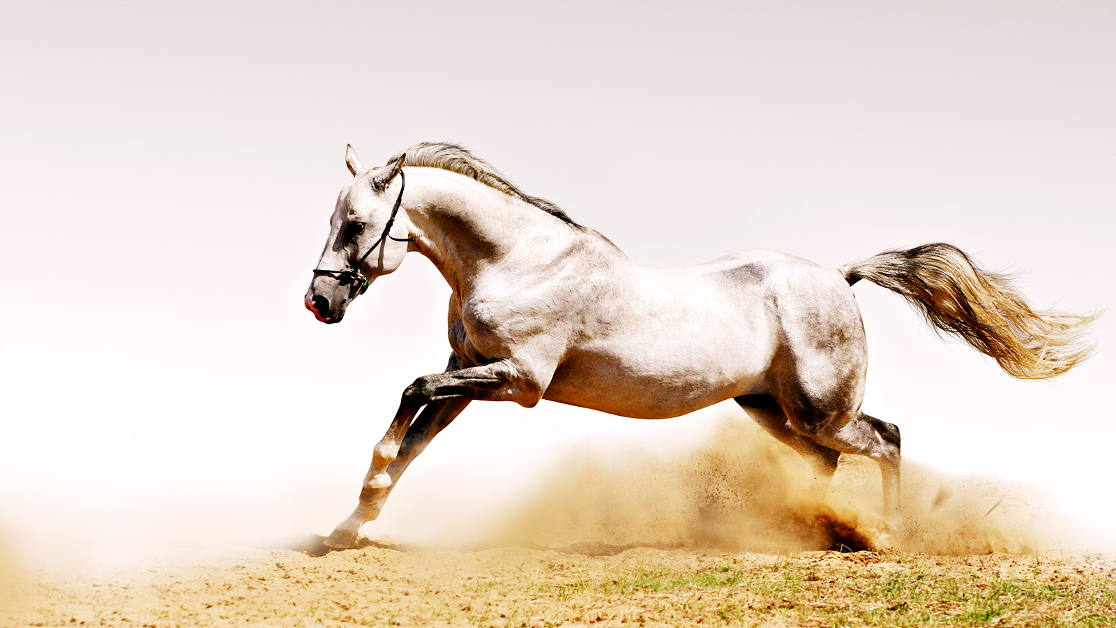 Horses HD Wallpaper In For Your Desktop