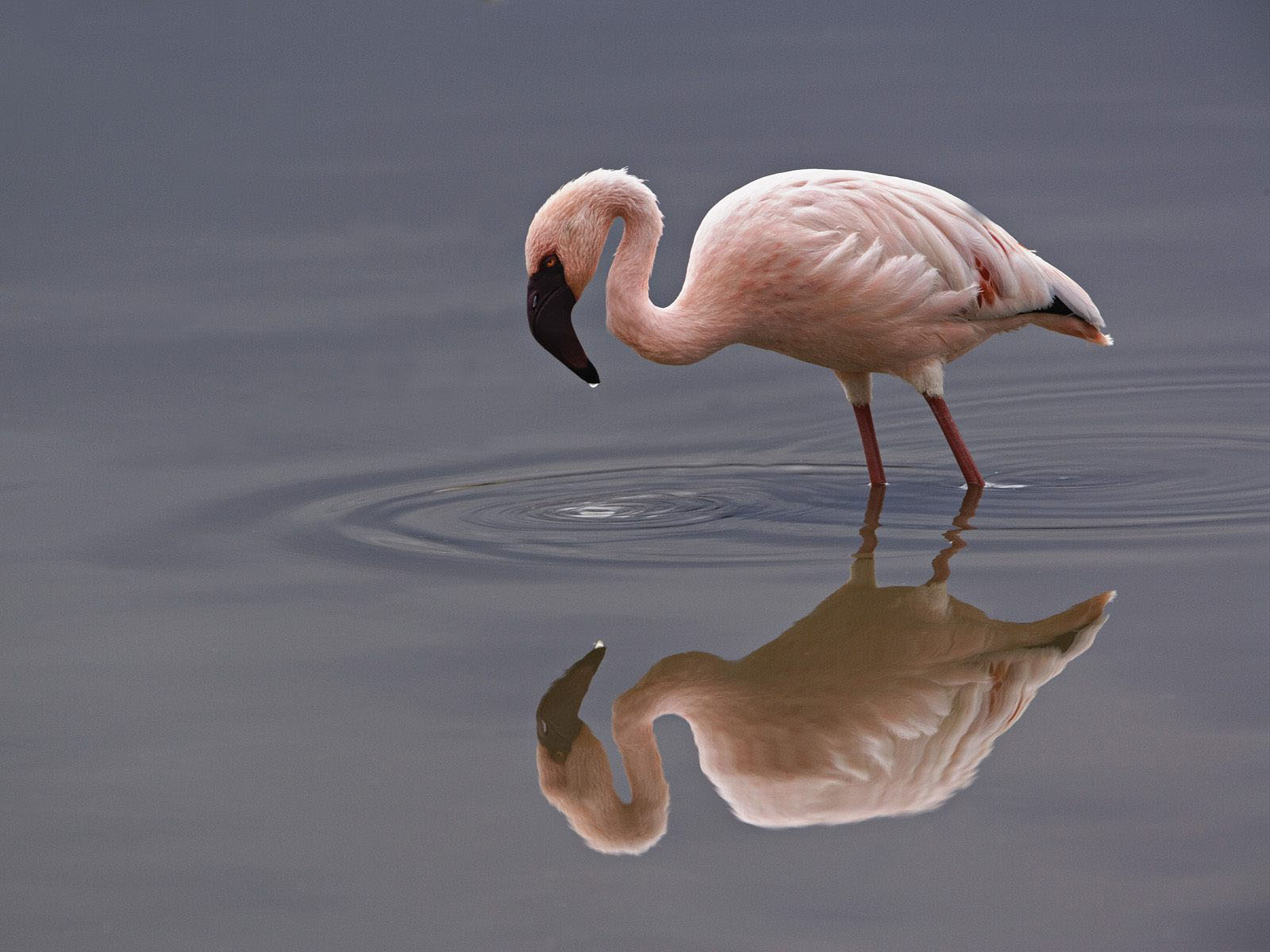 Flamingo Wallpaper