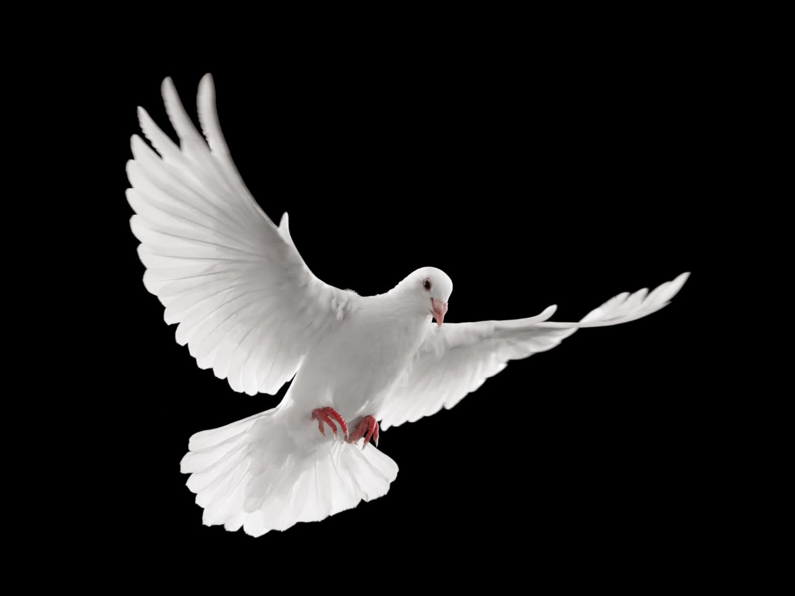Nice My Heart Goes Out To You Dslr Background Image Fallen