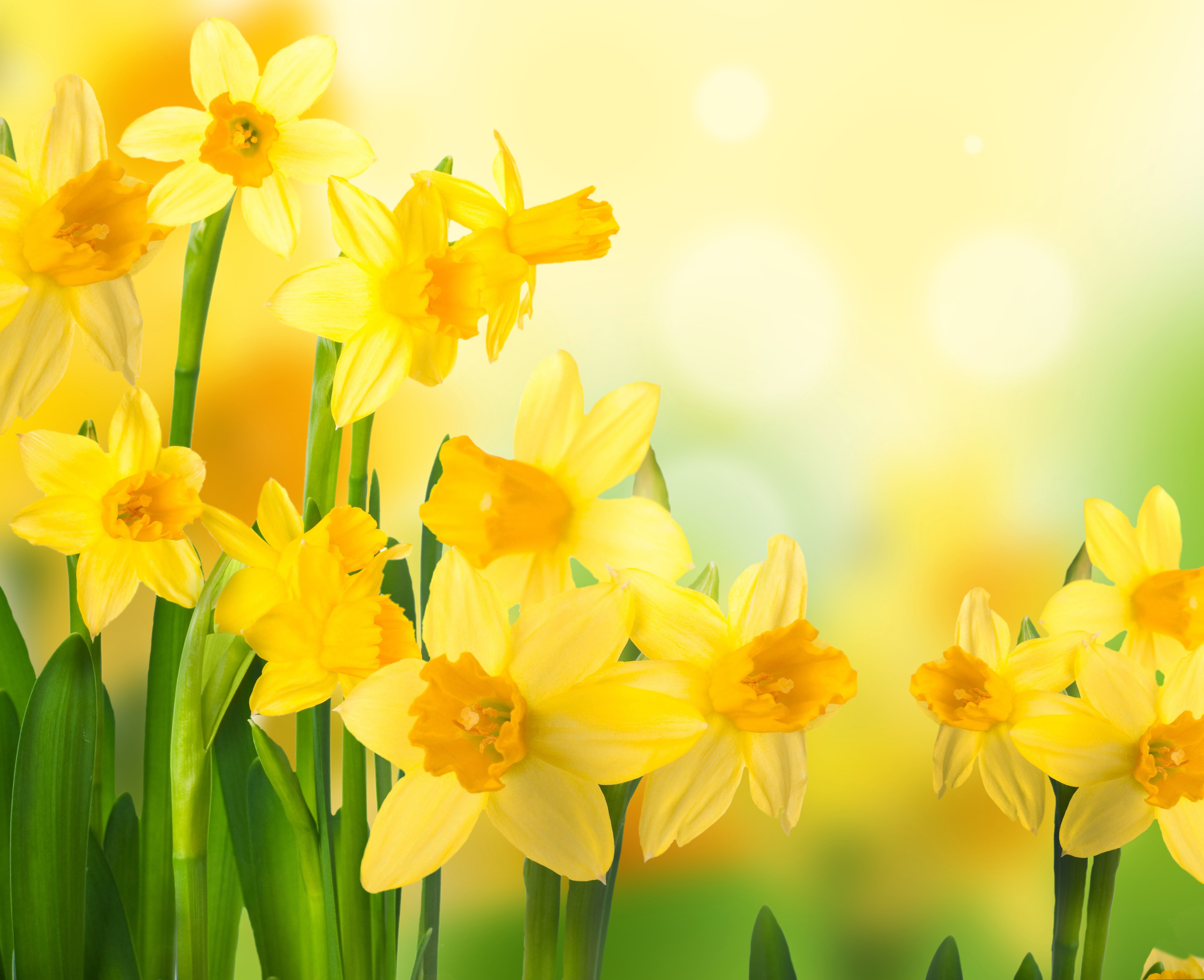 Wallpaper Nature Flowers Daffodils Spring