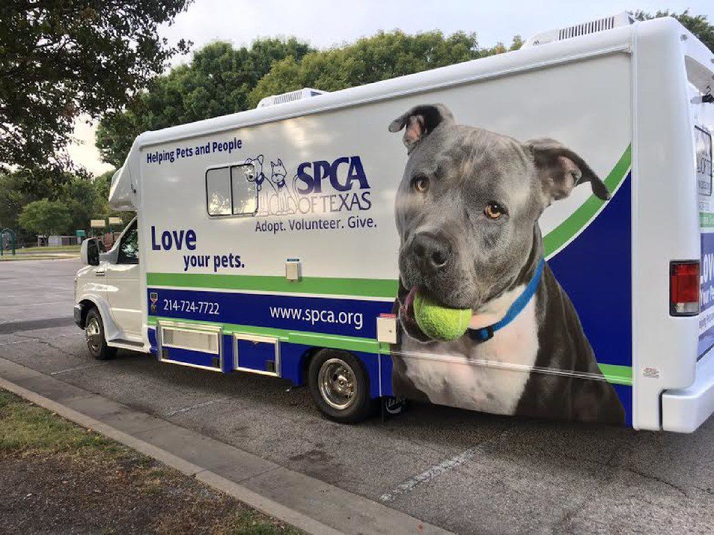 Dallas Spay Neuter Surge Will Miss Its Ambitious Goal In Effort To