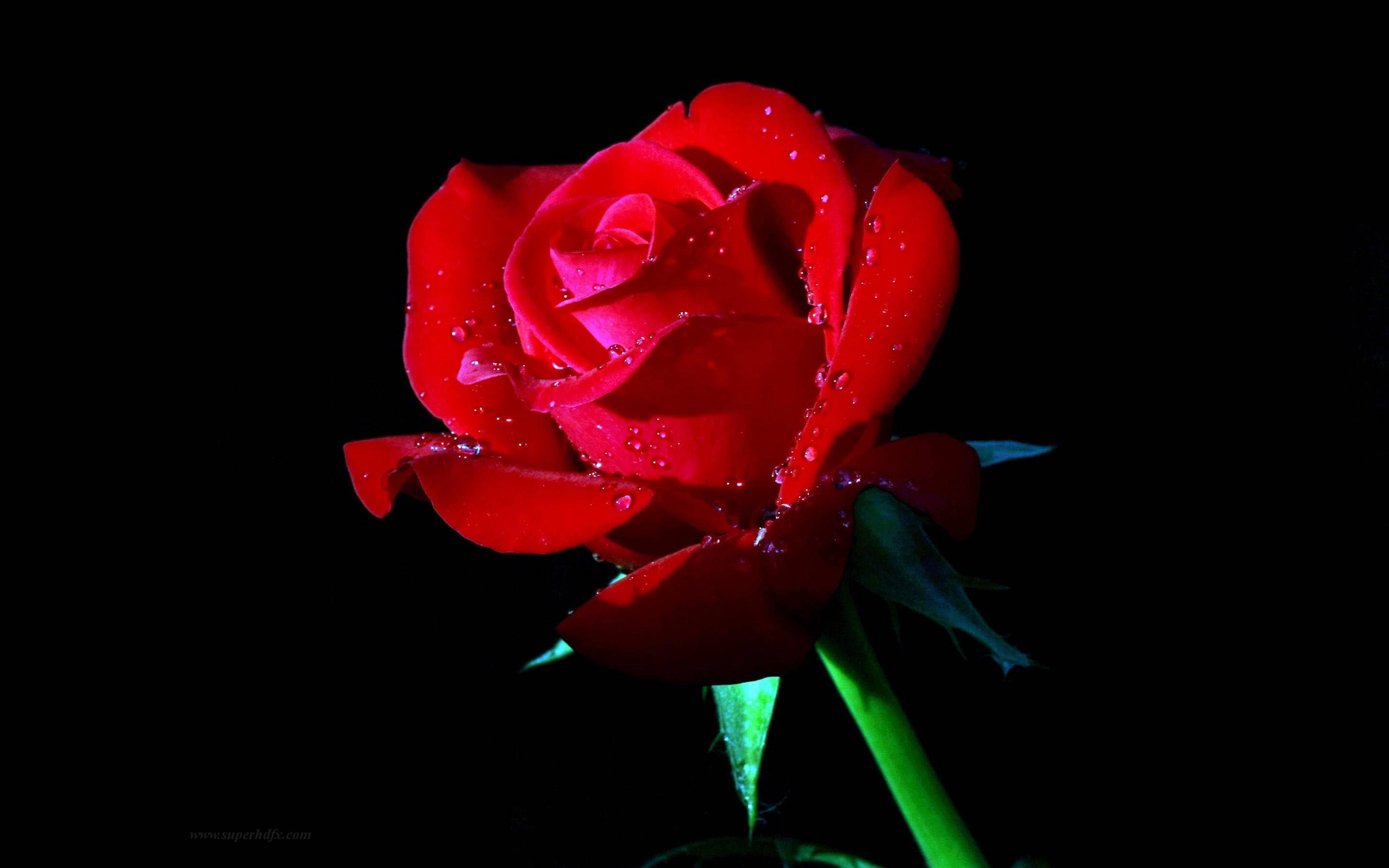 Red Rose Desktop Wallpaper SuperHDfx