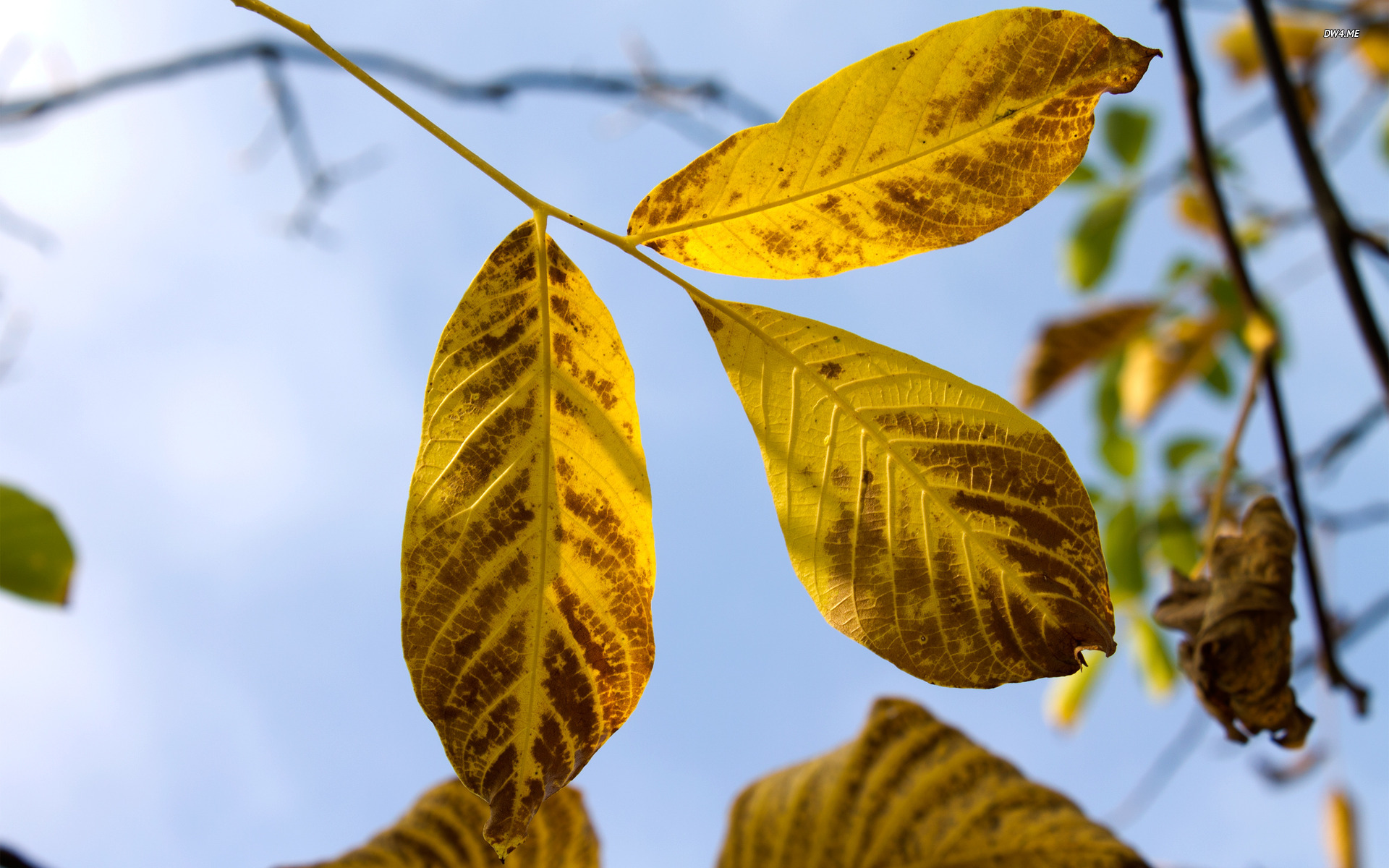 Yellow Walnut Leaves Wallpaper Nature