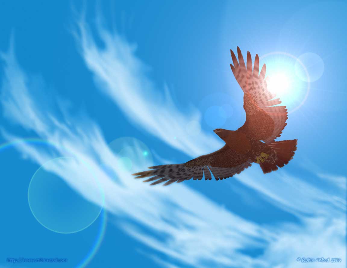 Soaring Flying Hawk Wallpaper Copyright Robin Wood