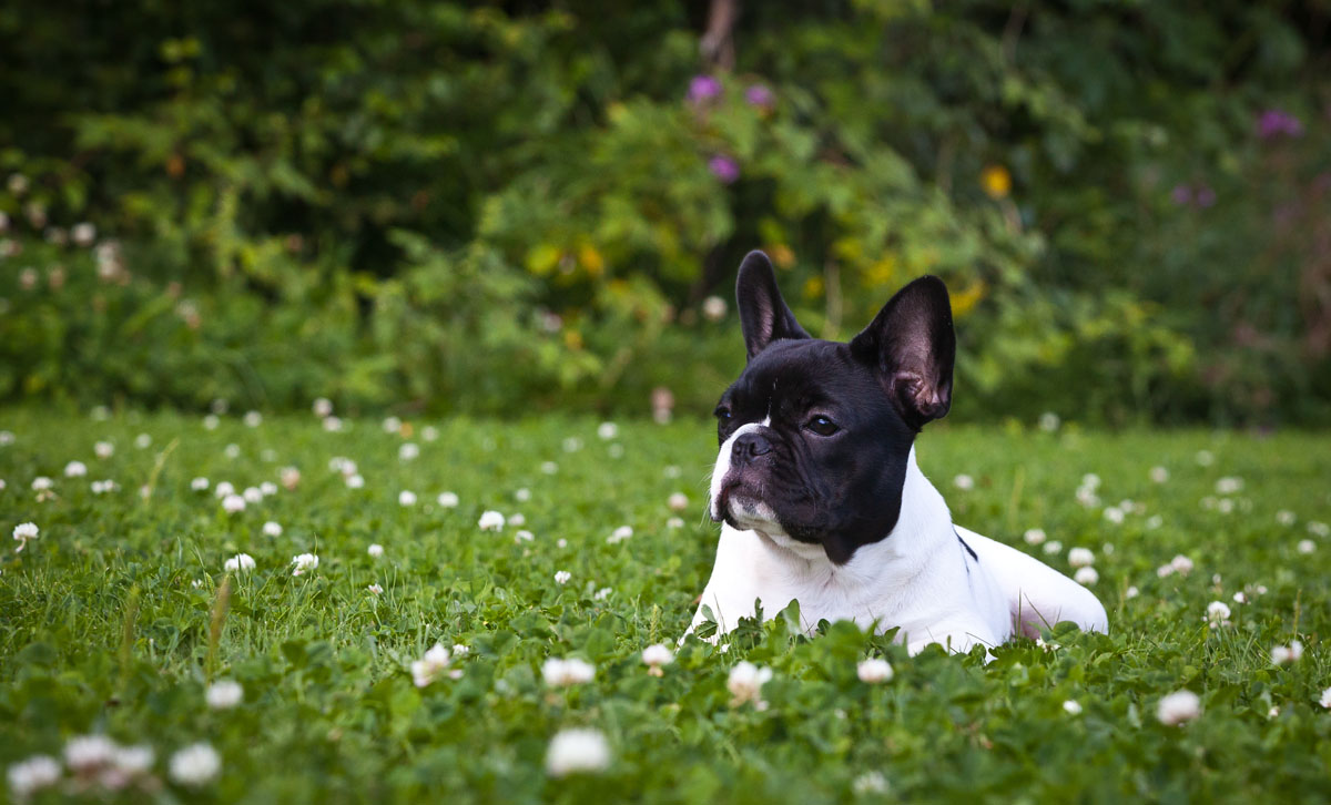 French Bulldog Dog On The Lawn Photo And Wallpaper