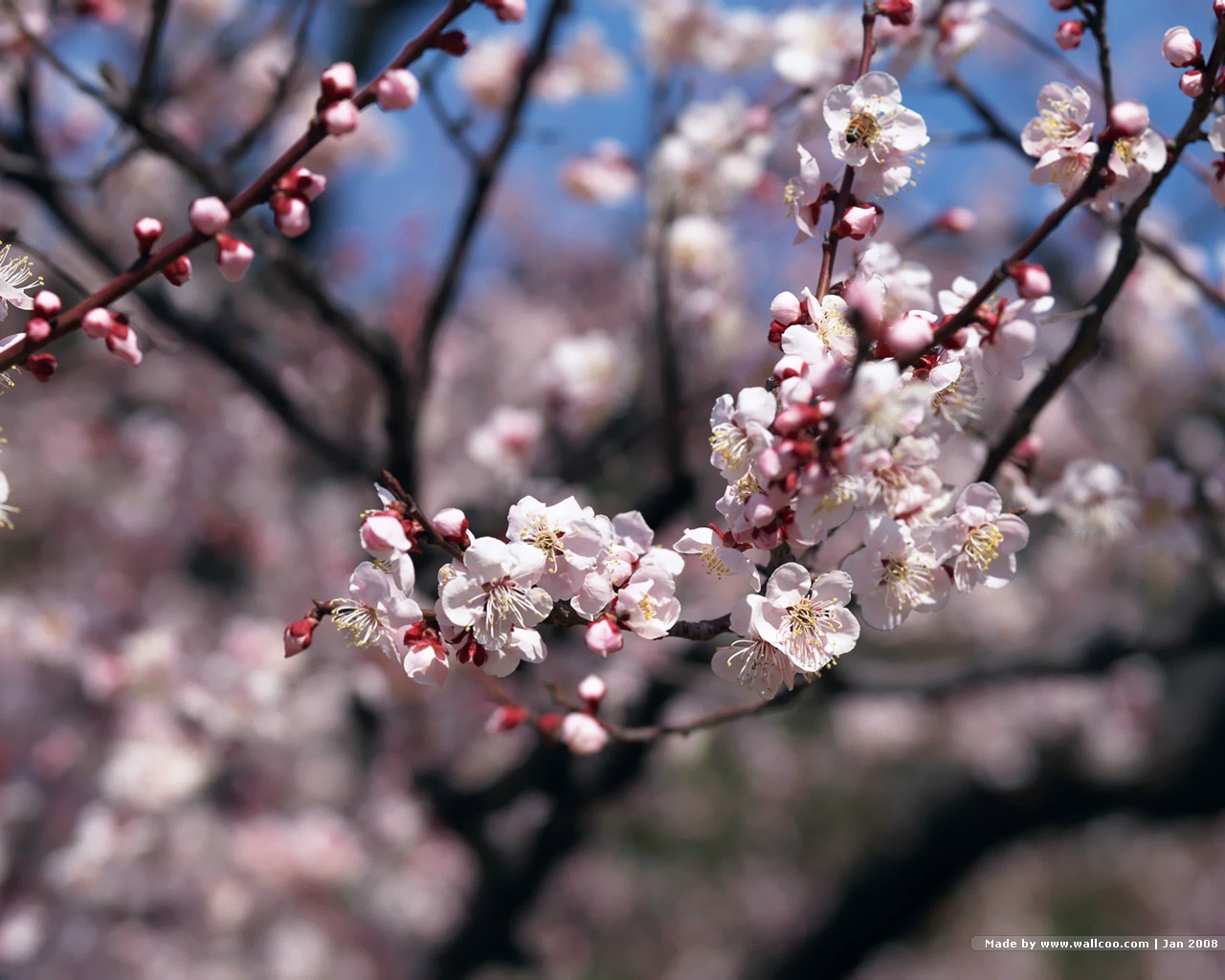 Japanese Sakura Photos Cherry Blossom Wallpaper