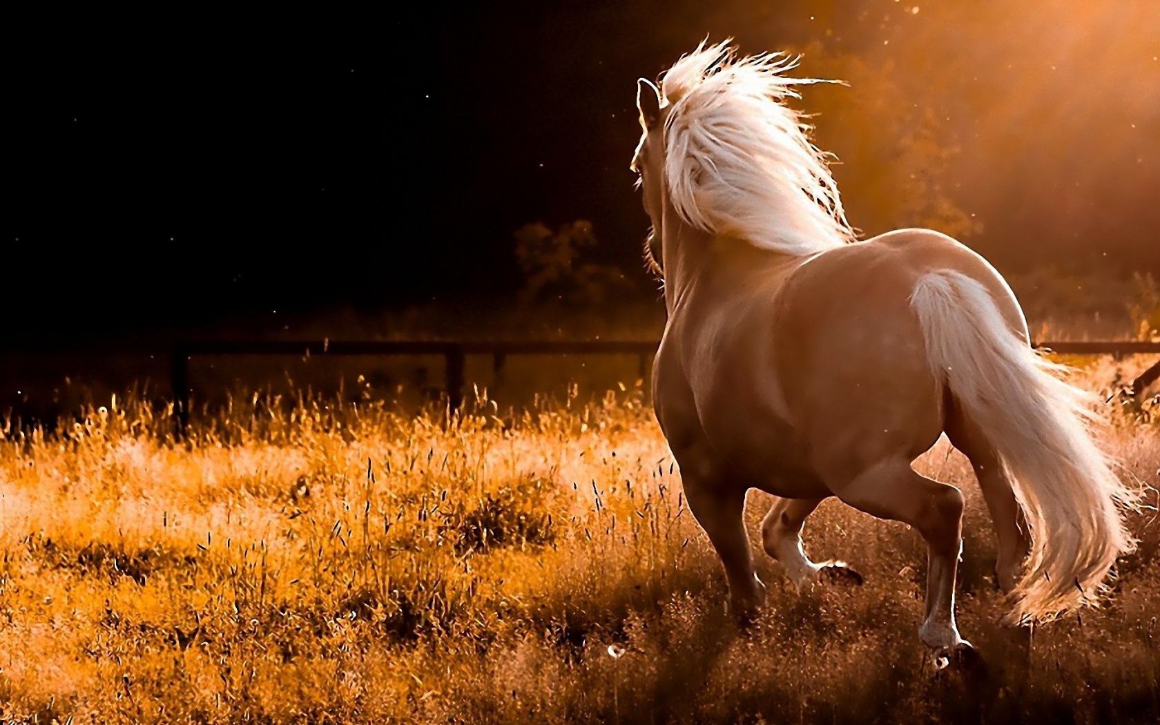 Wild Horses Widescreen Wallpaper Full HD